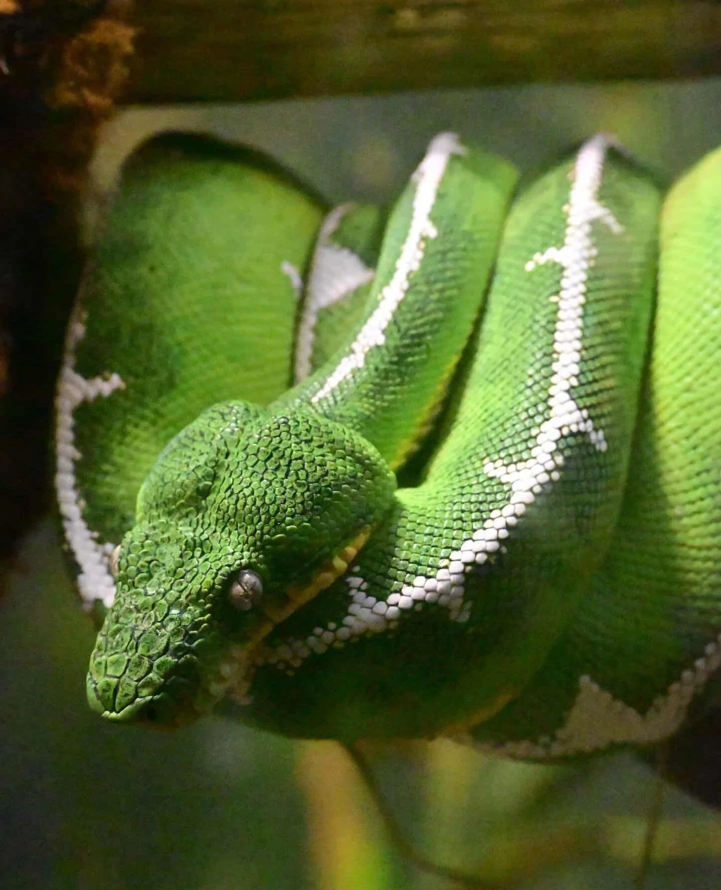 Nidovirus, now more formally referred to as serpentovirus, is a respiratory pathogen that has been documented in the genus Corallus and has caused significant mortality in green tree pythons, a species that shares a similar husbandry niche with ETBs.