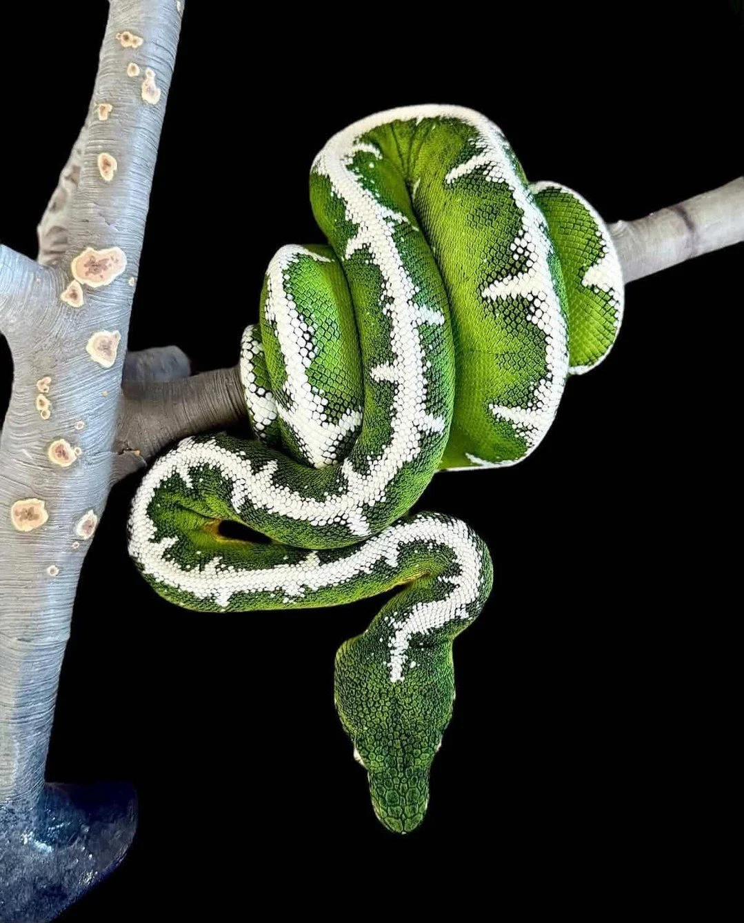 The range of Corallus batesii covers a significant portion of the Amazon Basin spanning Brazil, Peru, Bolivia, Ecuador, and Colombia, but the way that range is distributed impacts Corallus populations.
⁠
Batesii occupies lowland rainforest, generally