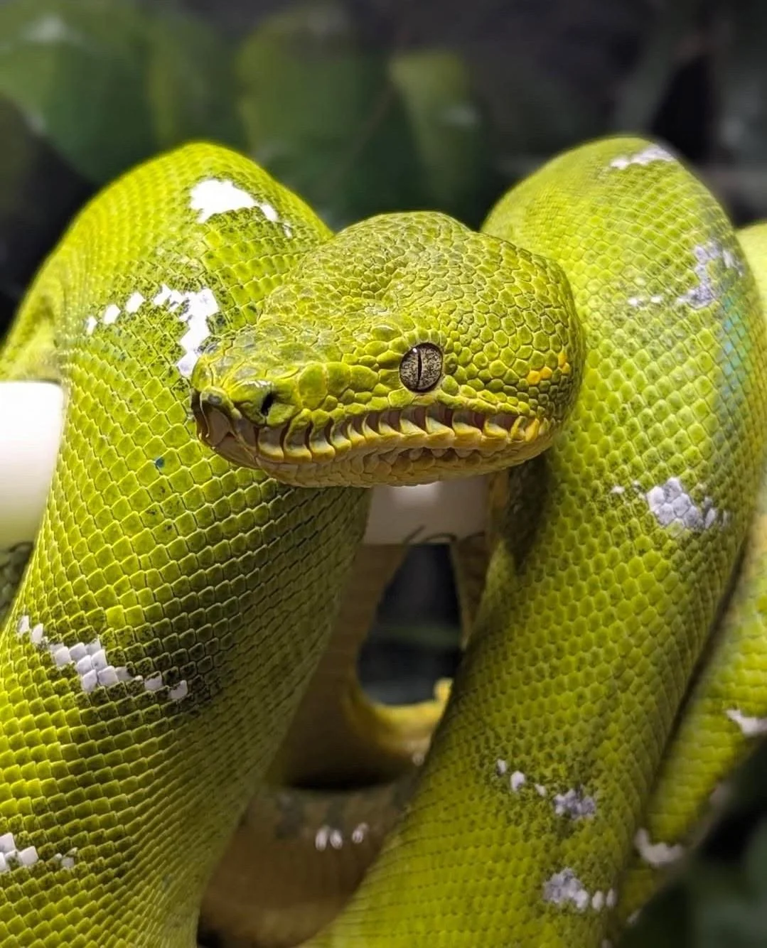 Temperament language in the snake hobby gets applied loosely and ETBs tend to get labeled as aggressive animals in general conversation. That framing misses something important about what is actually happening behaviorally.⁠
⁠
Most of what gets descr