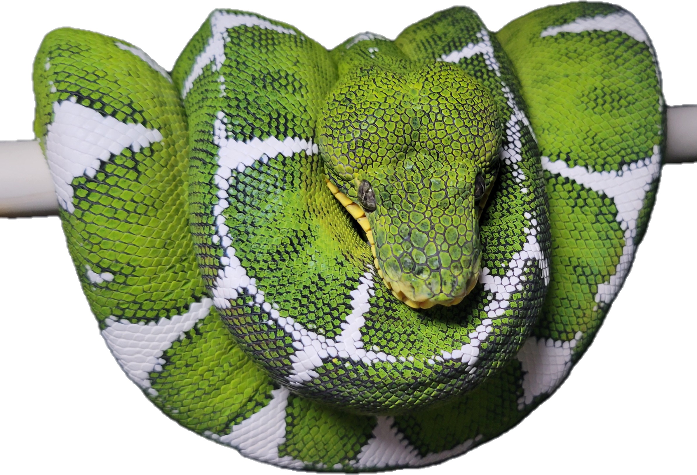 Amazon Basin Emerald Tree Boa - Diamond (Owner: Keith Flax)