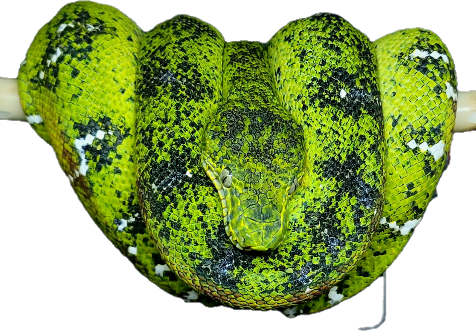 Northern Emerald Tree Boa - Tabatha (Owner: Keith Flax)
