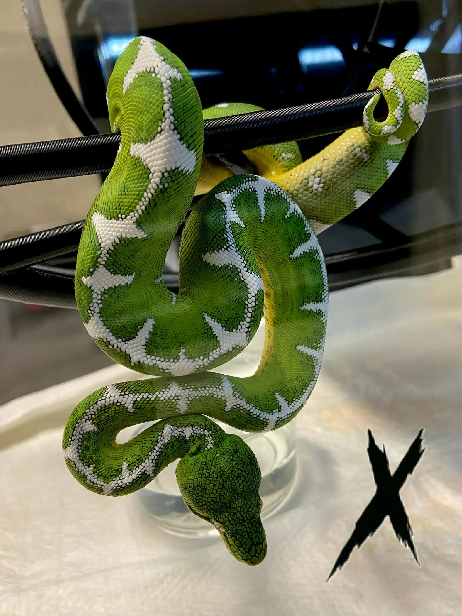 Amazon Basin Emerald Tree Boa - CUDA (Owner: Xtreme Basin)