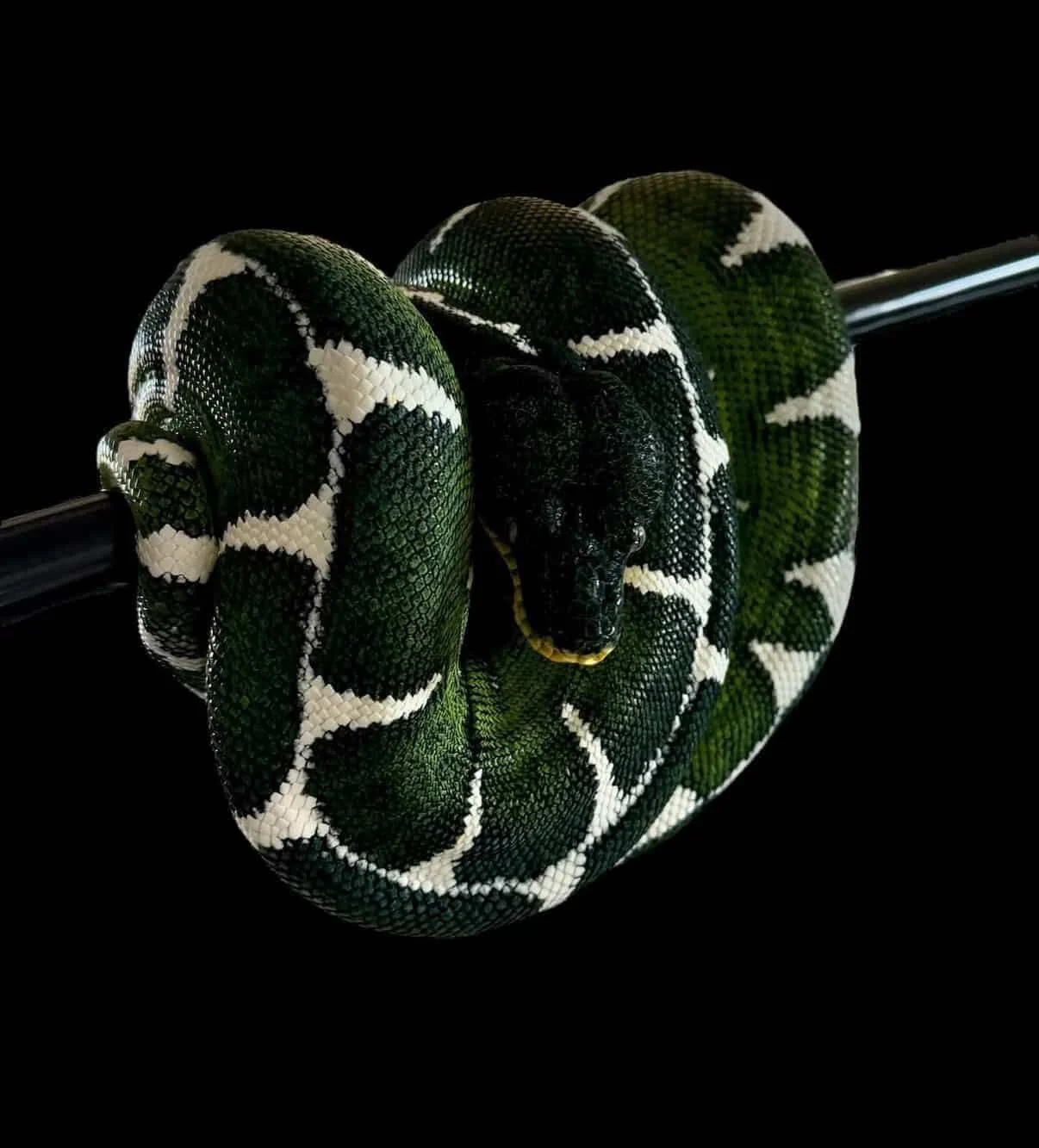 Amazon Basin Emerald Tree Boa - (Owner: Emeralds213)