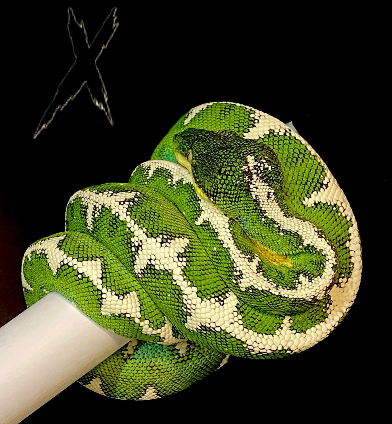 Amazon Basin Emerald Tree Boa - REAPER (Owner: Xtreme Basin)
