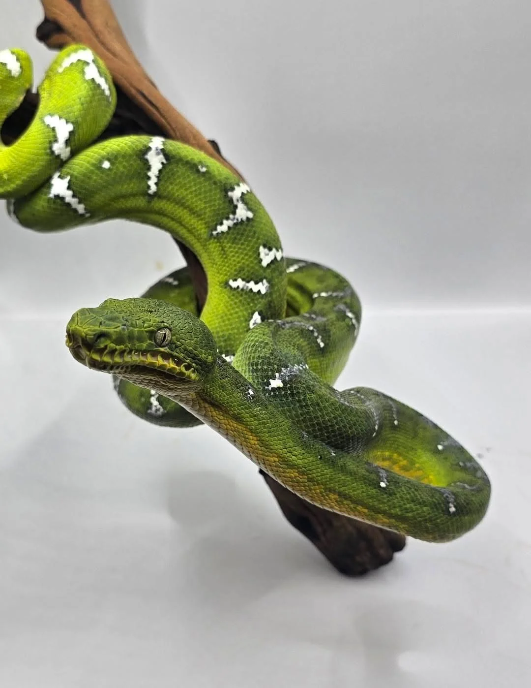 Northern Emerald Tree Boa - Watermelon (Owner: CactiCrest Exotics)