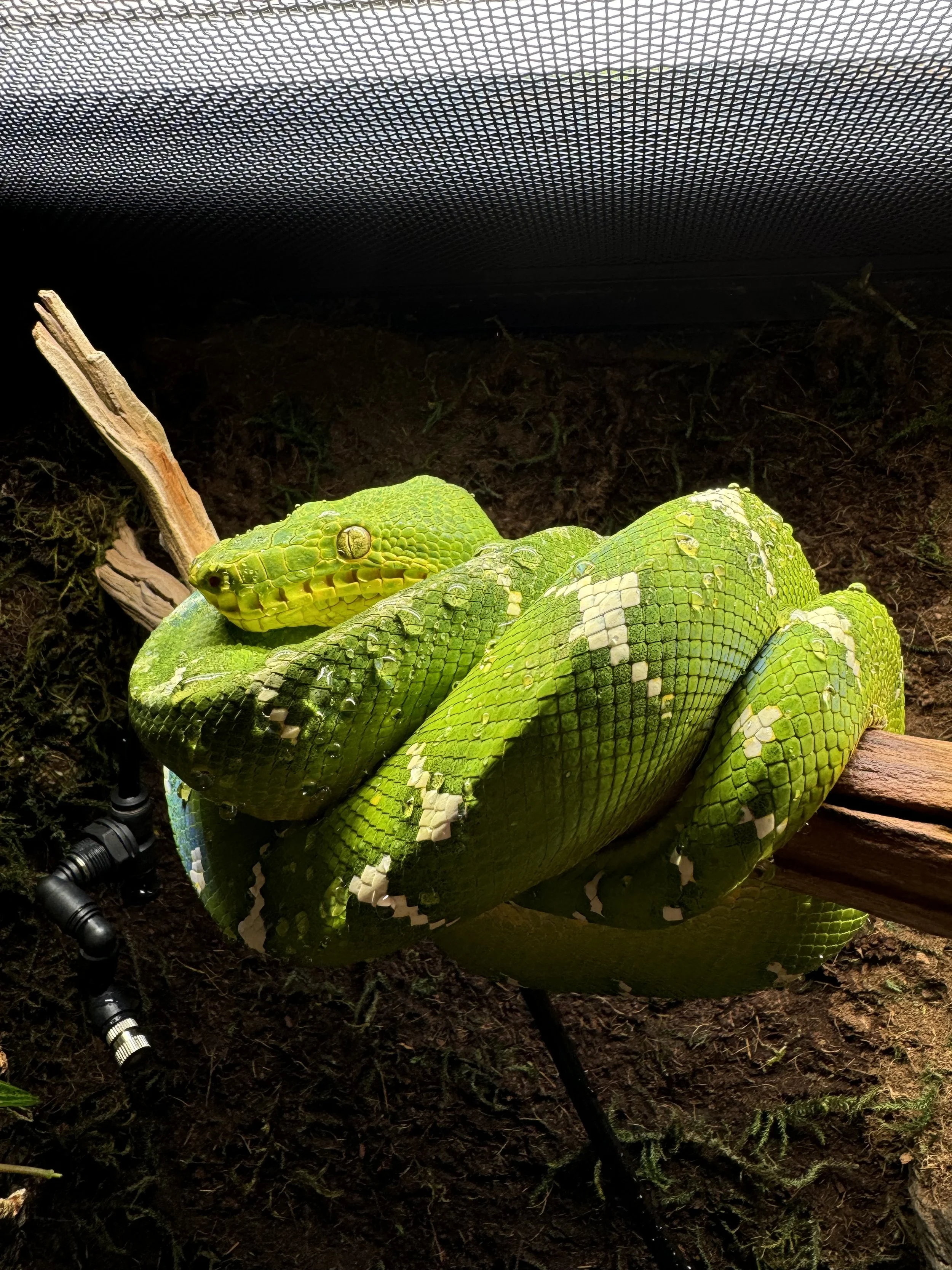 A green snake coiled around a branch in a terrarium.