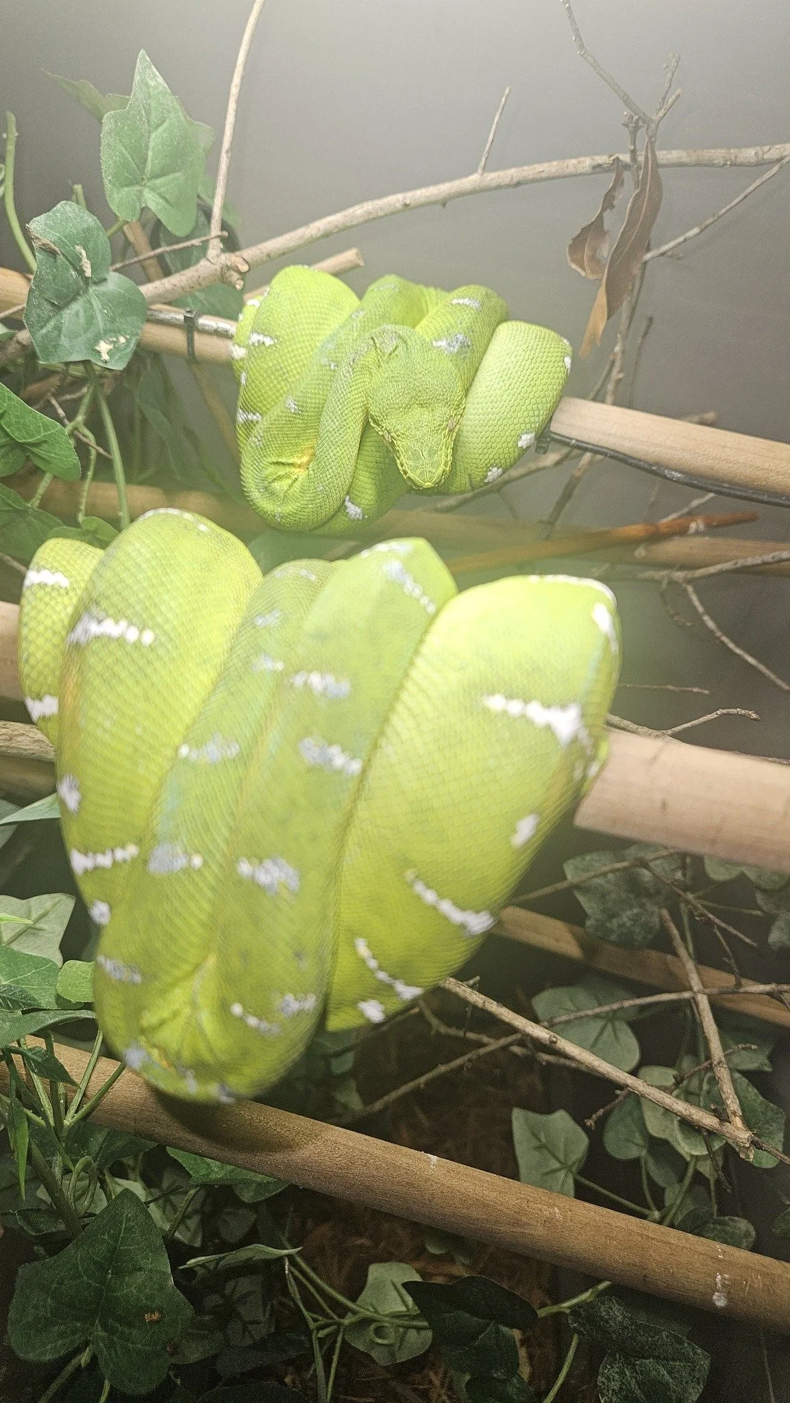 Northern Emerald Tree Boas - (Owner: Jack Adams)