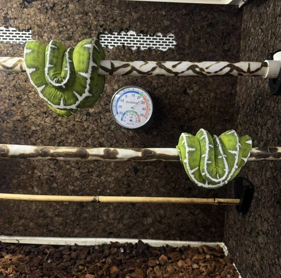 Amazon Basin Emerald Tree Boas - (Owner: Michal Mitas)