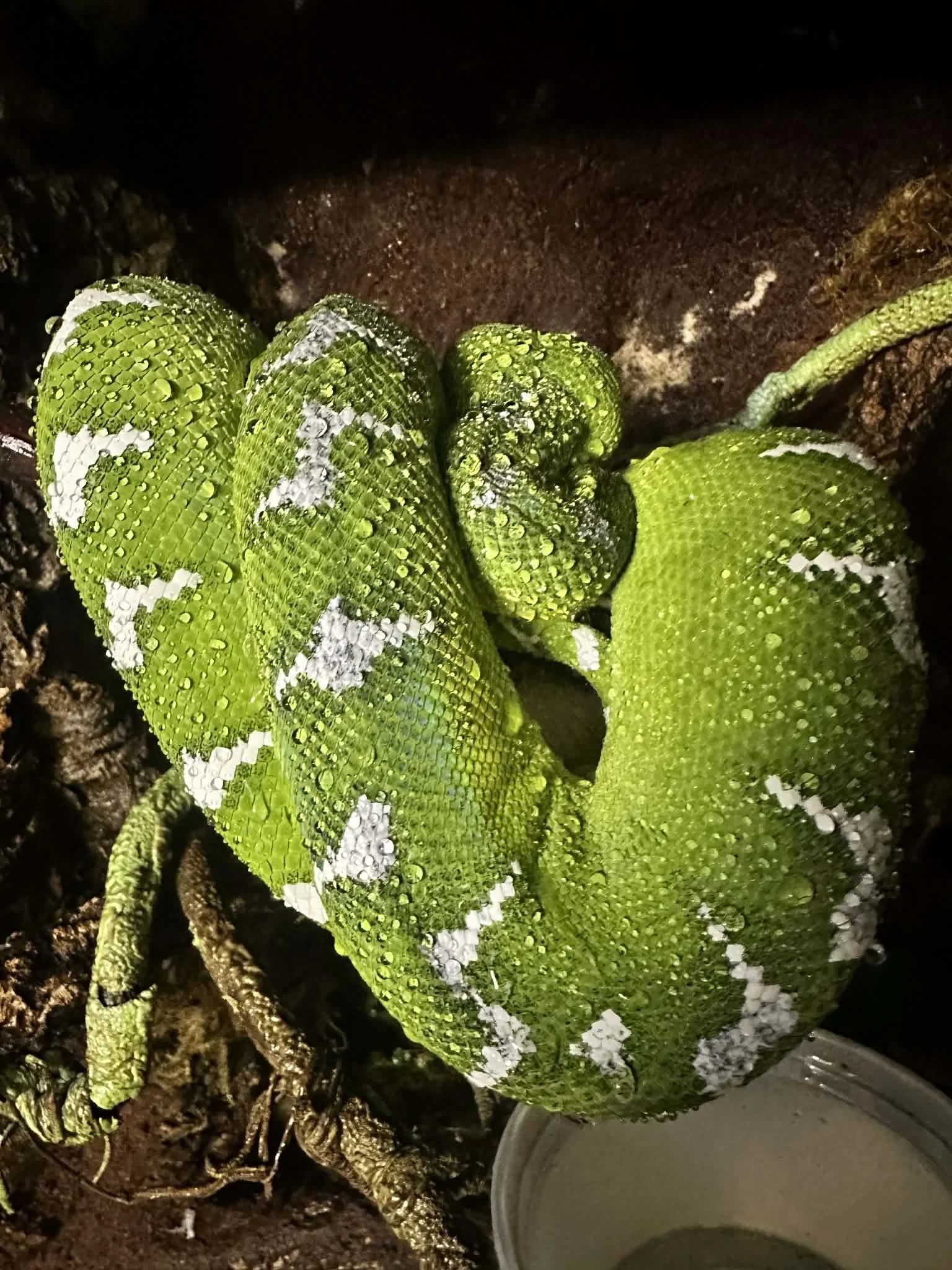 Northern Emerald Tree Boa - (Owner: Matt Nielsen) 