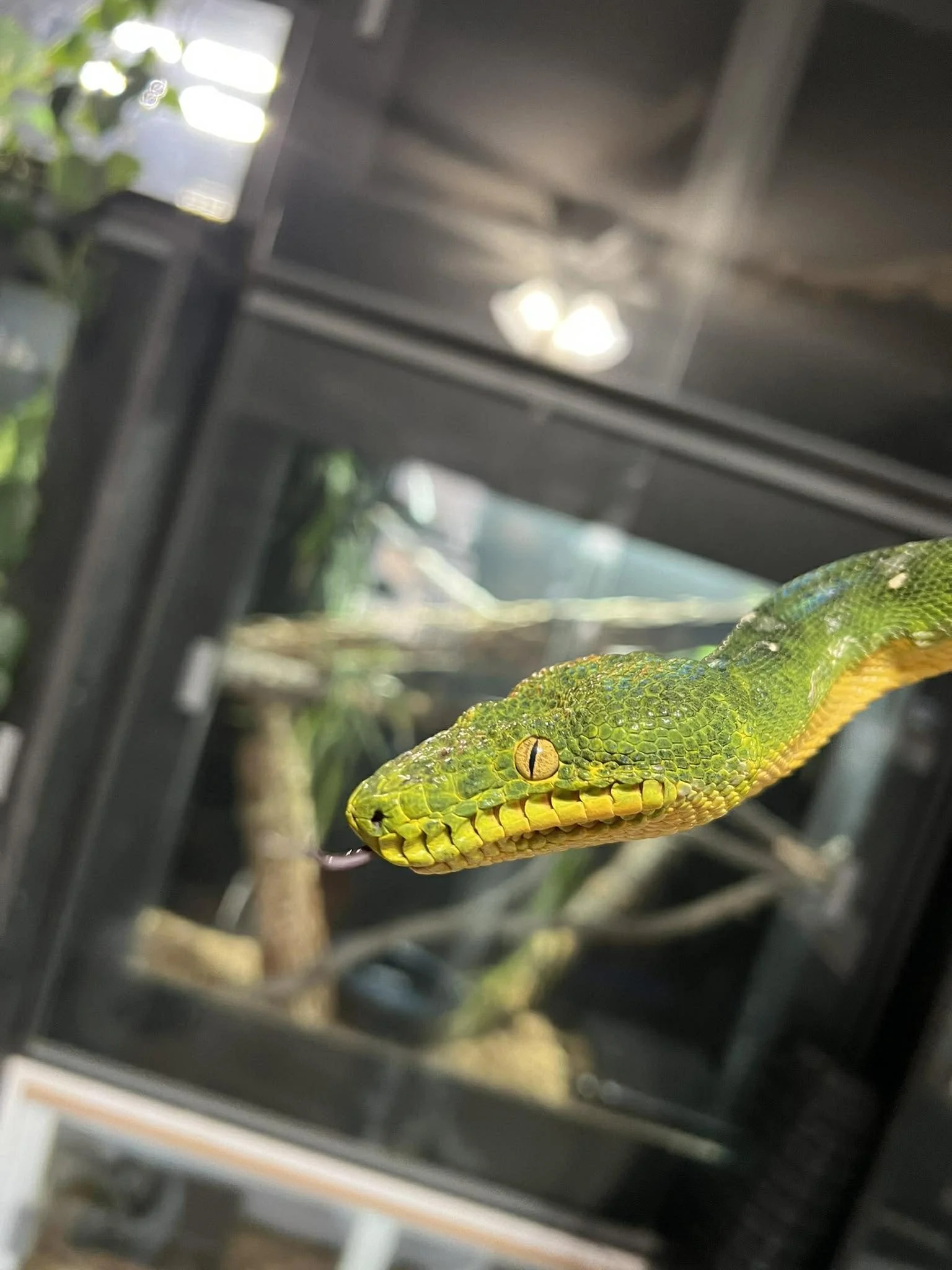 Northern Emerald Tree Boa - Mr. Pickles (Owner: Nathan Jordan)