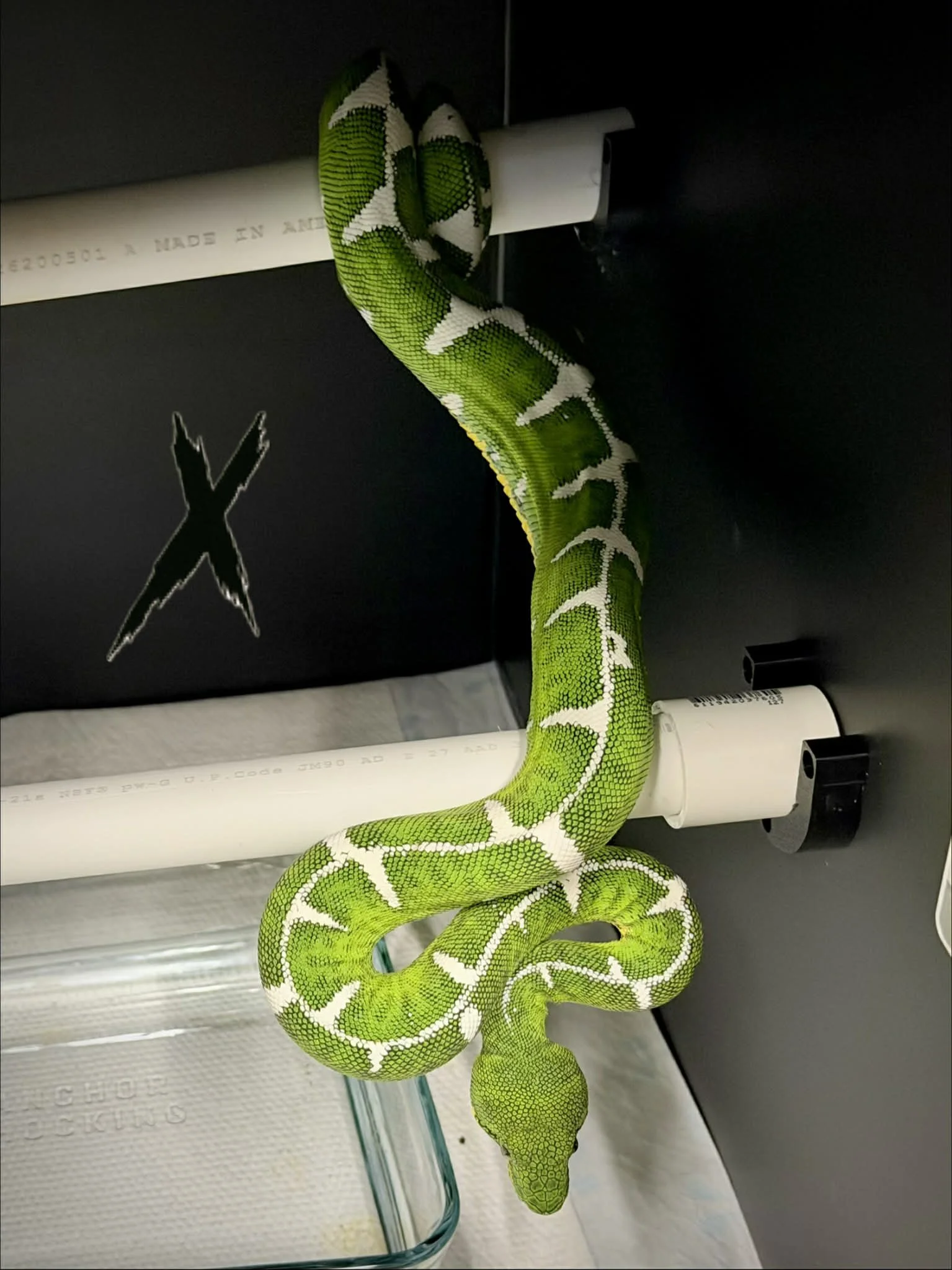 Amazon Basin Emerald Tree Boa - HAVOC (Owner: Xtreme Basin)