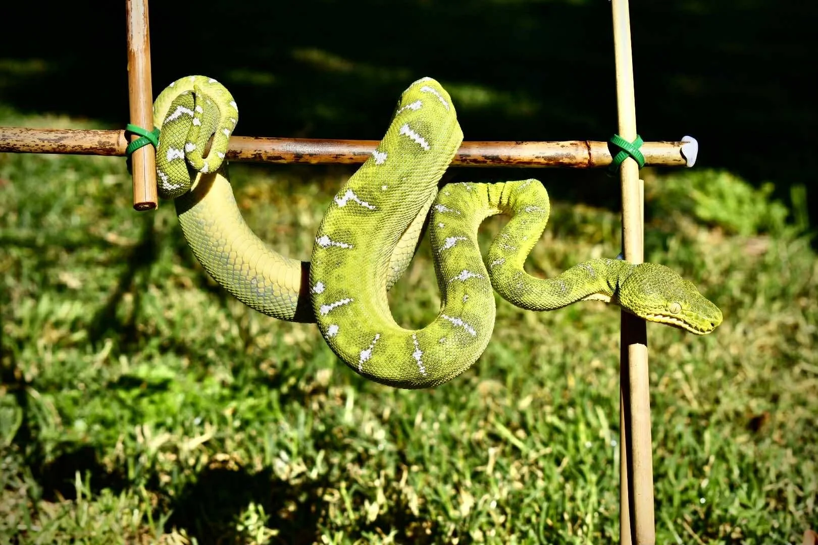 Northern Emerald Tree Boa - Jasmine (Owner: John Marshall)