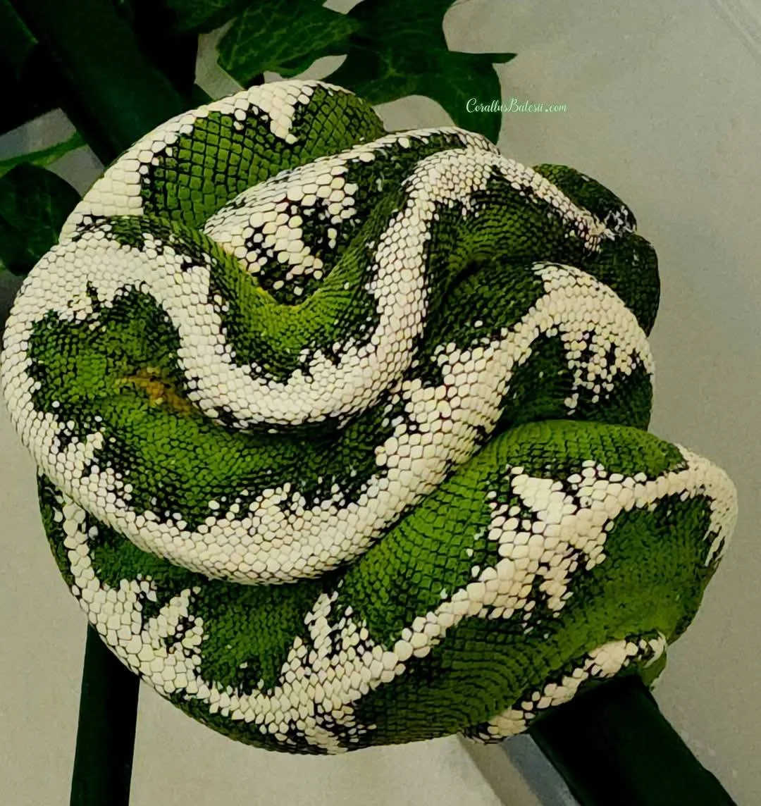 Alien Amazon Basin Emerald Tree Boa - Owner: Ed Marino