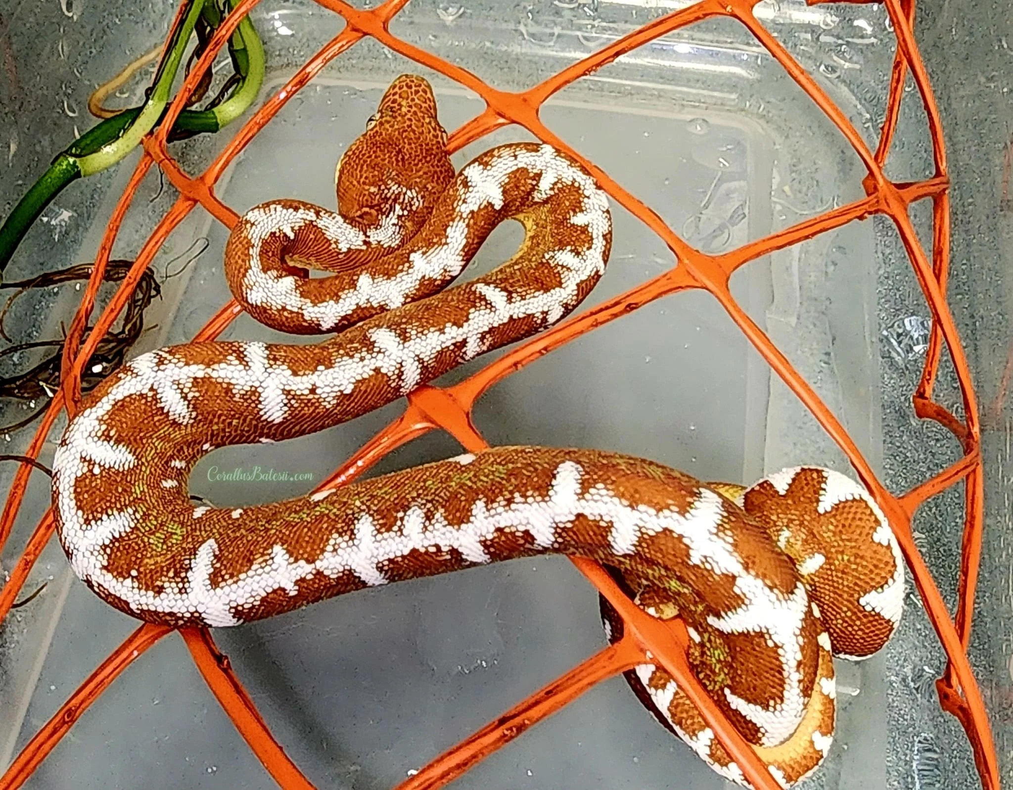 Juvenile Barbwire Amazon Basin Emerald Tree Boa - Owner: Ed Marino