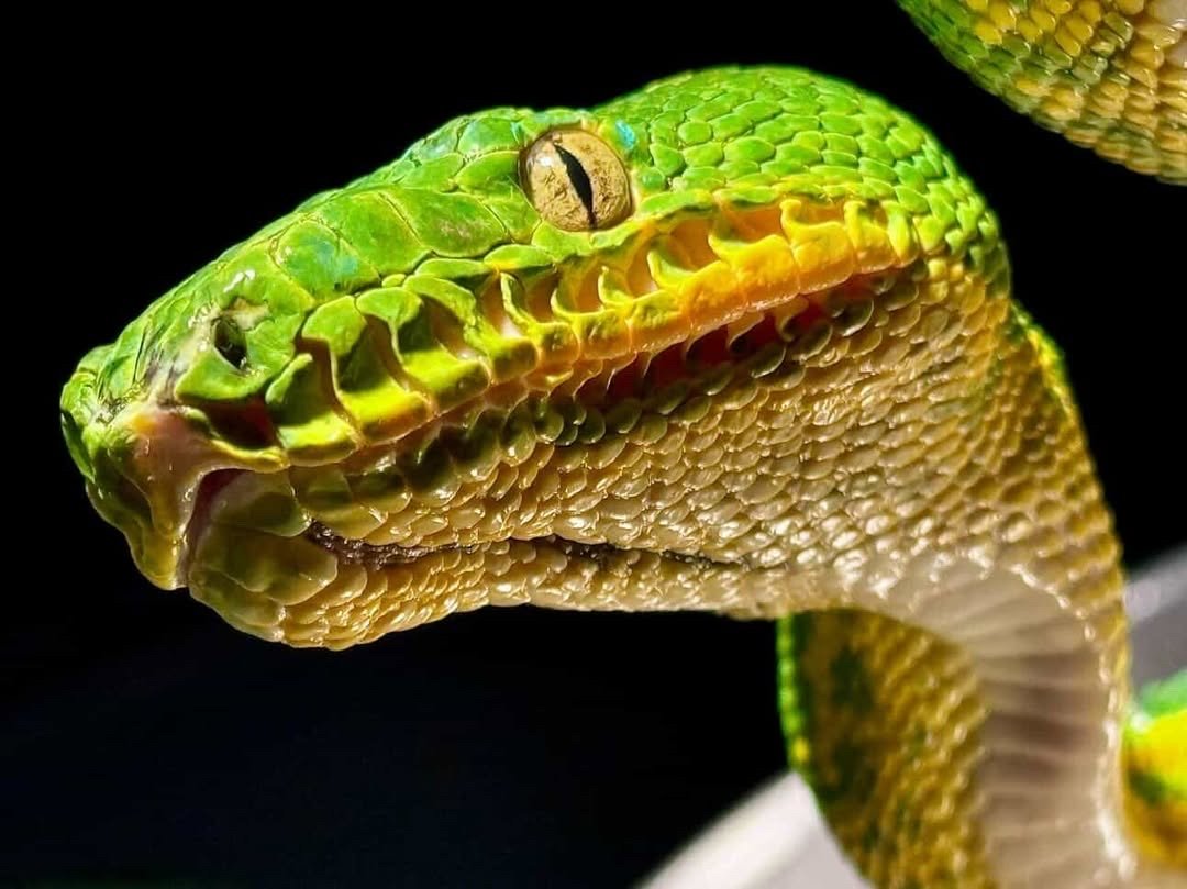 Northern Emerald Tree Boa - (Owner: Lizard Lounge)