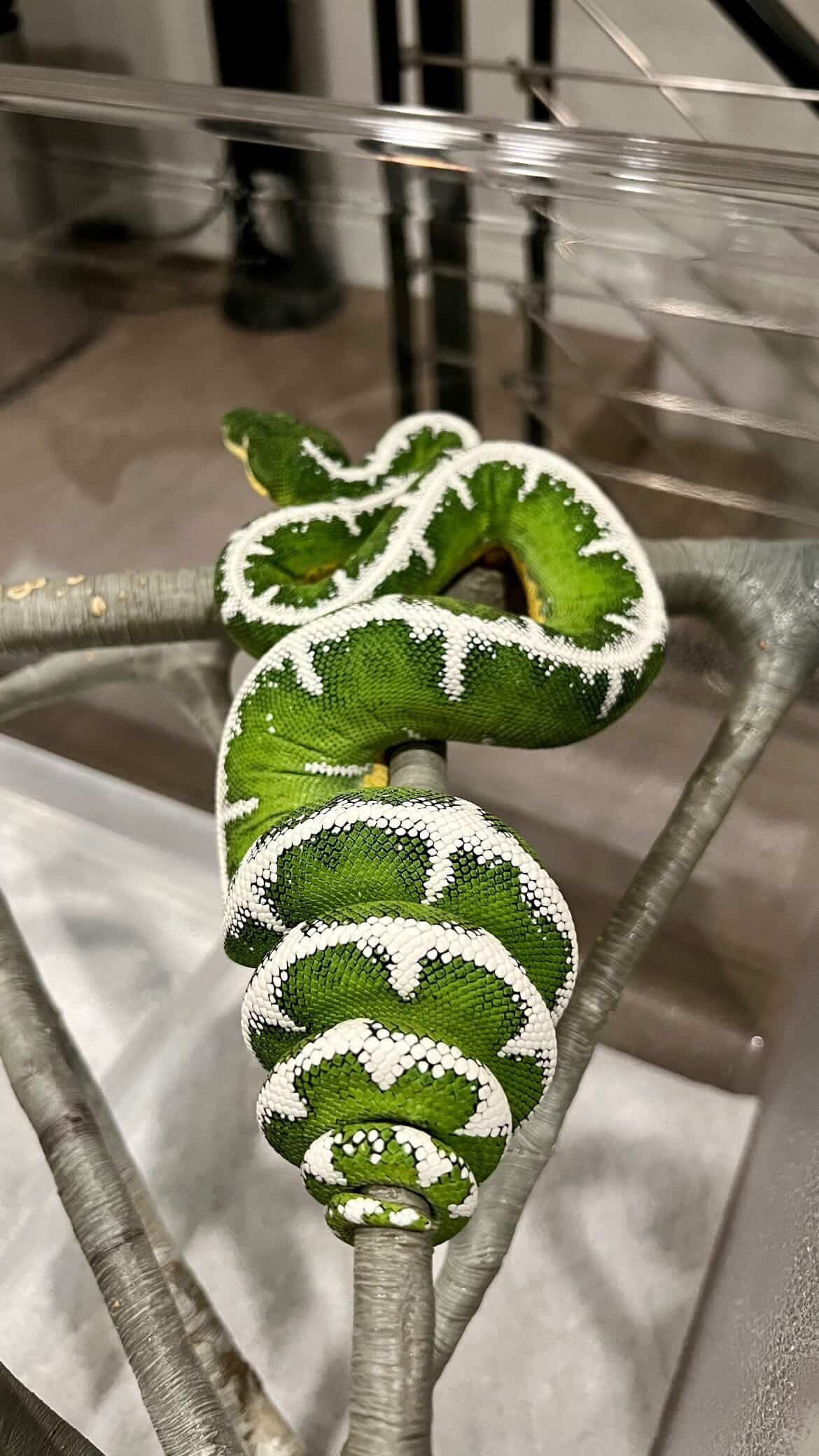 Amazon Basin Emerald Tree Boa - (Owner: Emeralds213)