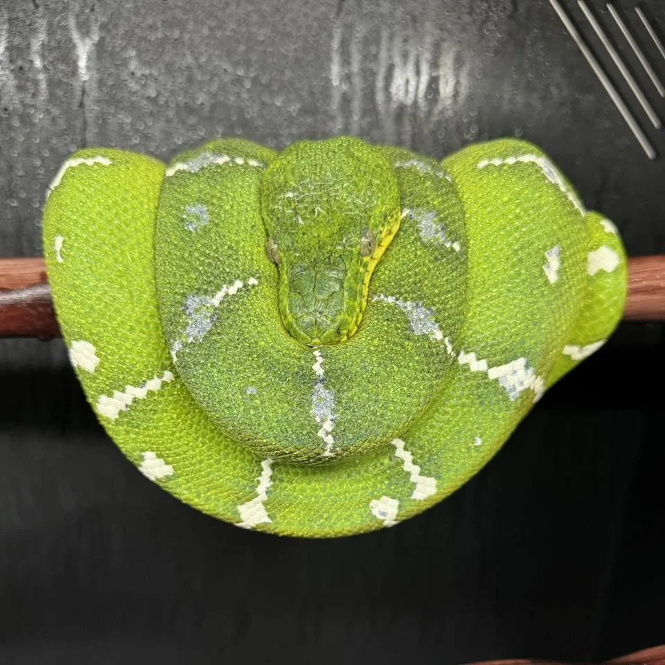 Northern Emerald Tree Boa - Martina (Owner: Coastal Morelia)