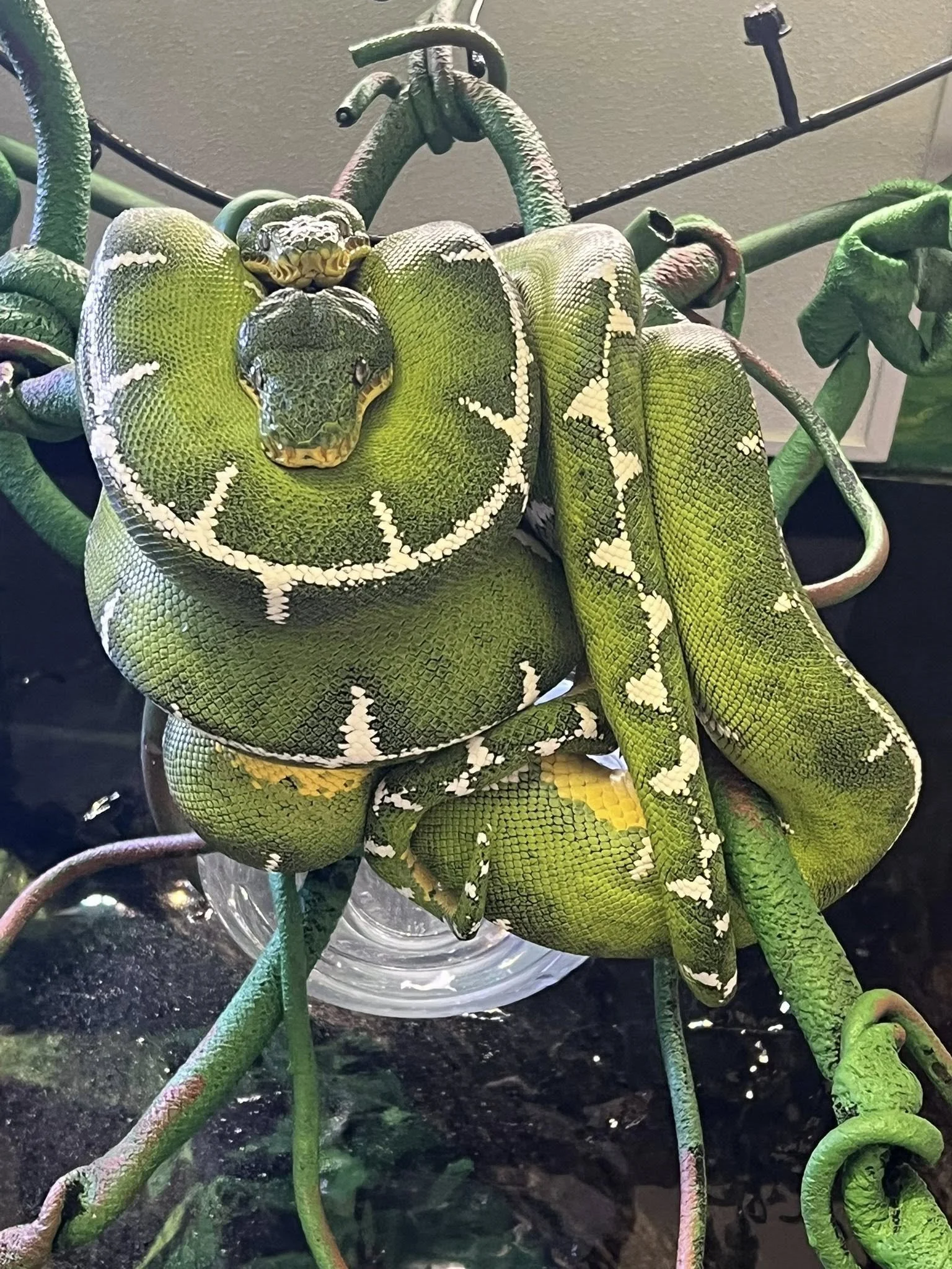 Amazon Basin Emerald Tree Boas - (Owner: Happy Basins)