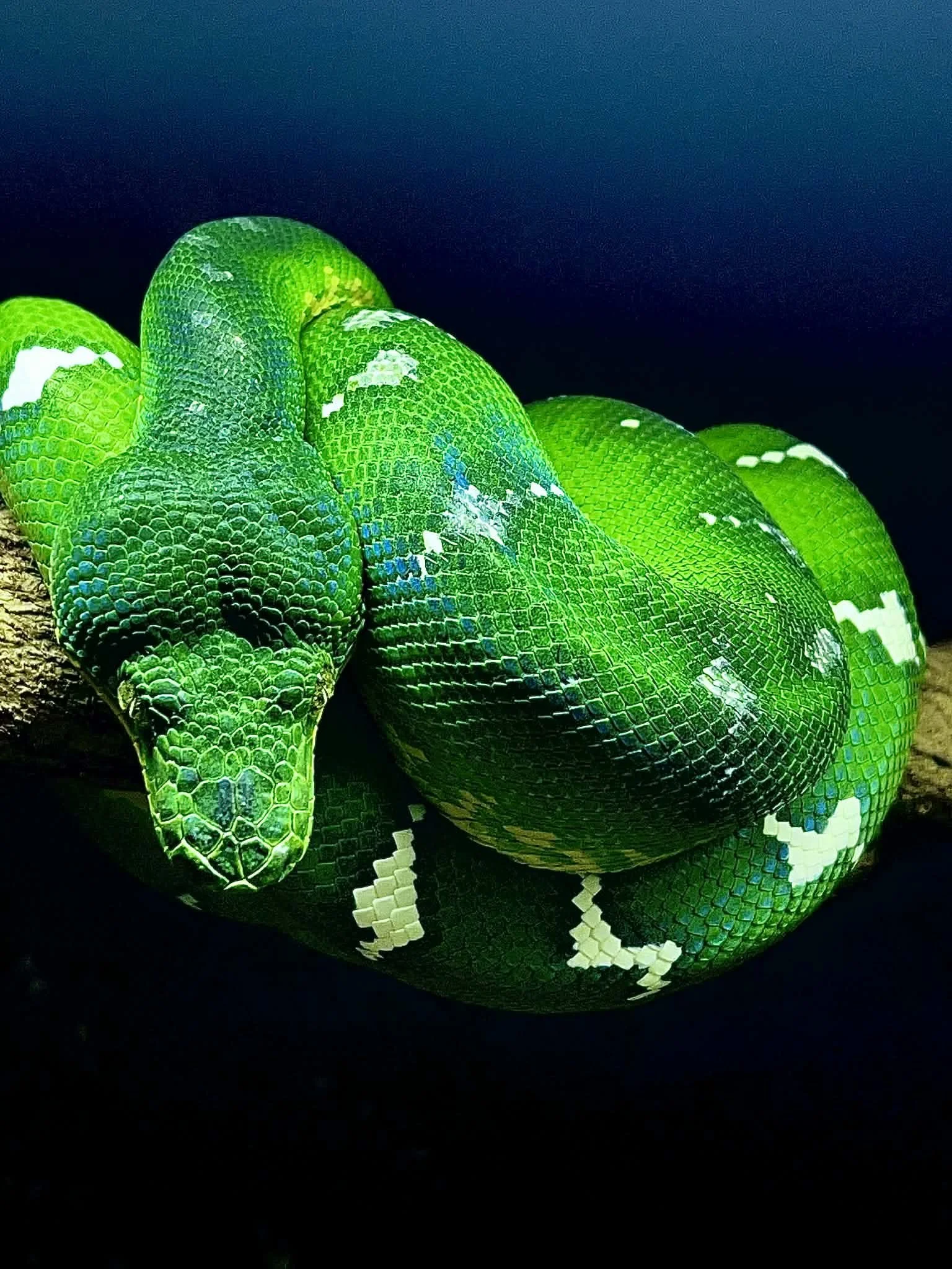 Northern Emerald Tree Boa - Astrid (Owner: Tree Jungle Farms)