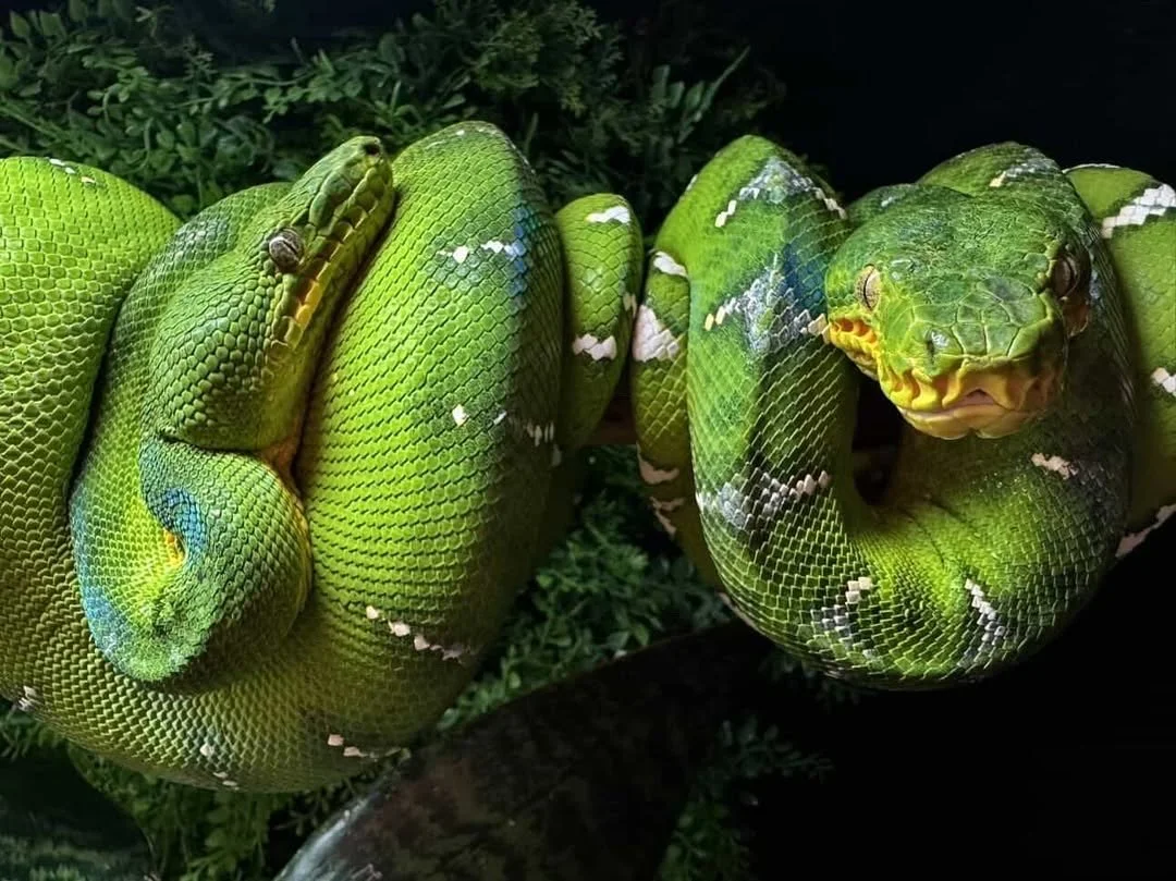 Northern Emerald Tree Boas - (Owner: Lizard Lounge)