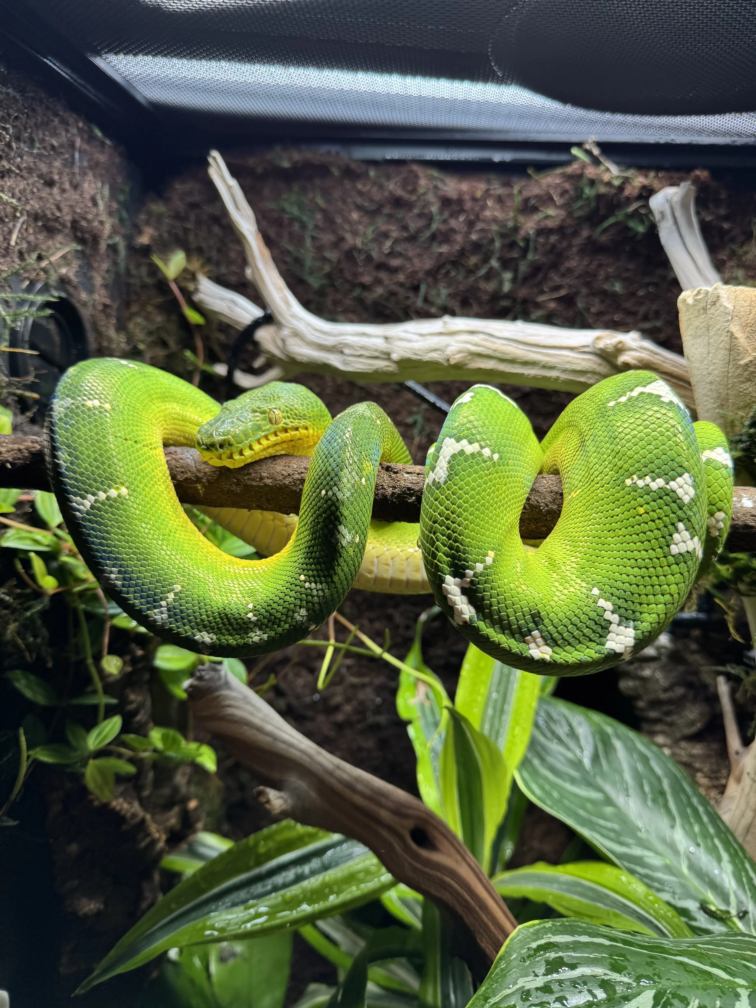 A green snake coiled around a branch inside a terrarium with plants and soil.