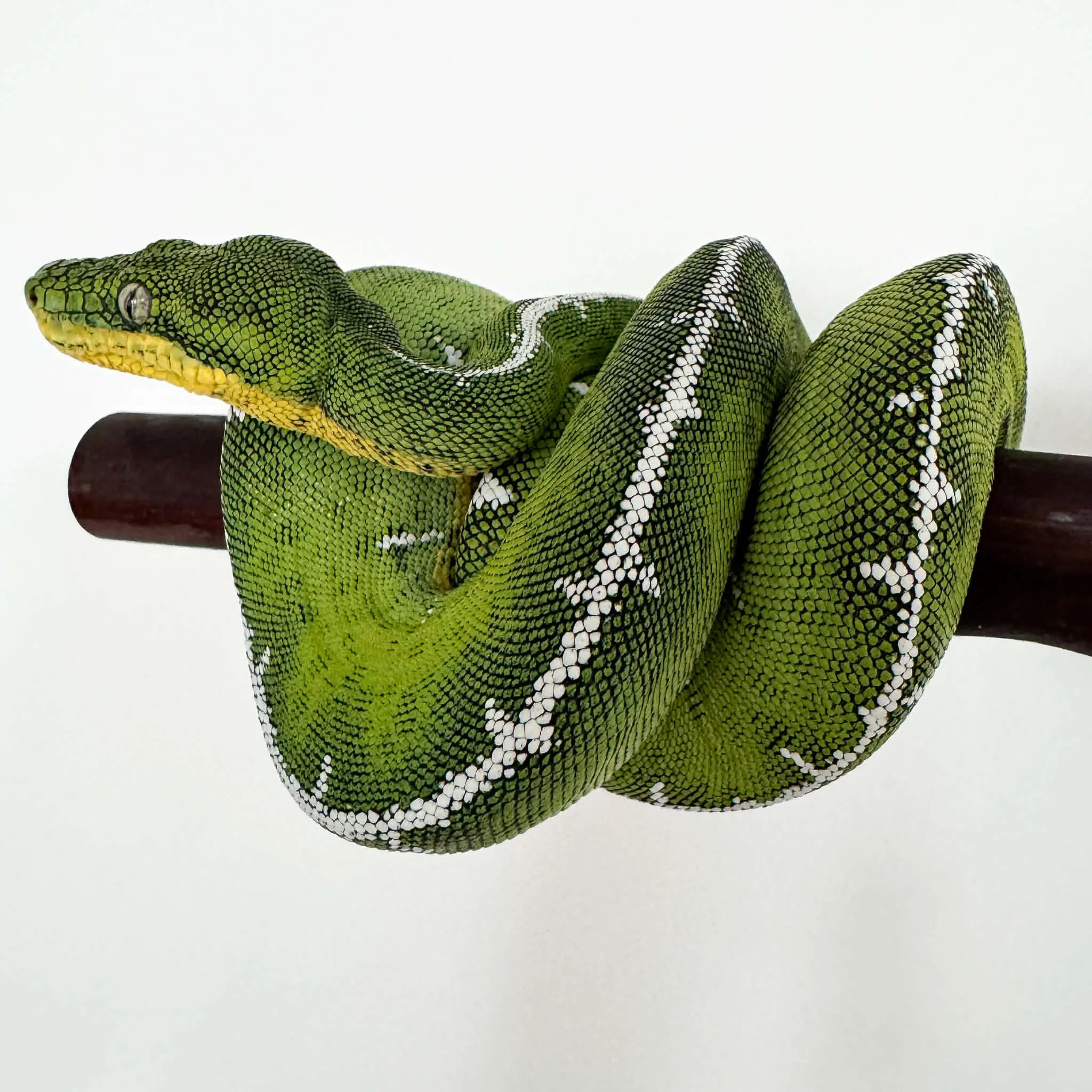 Amazon Basin Emerald Tree Boa - Creed (Owner: Coastal Morelia)