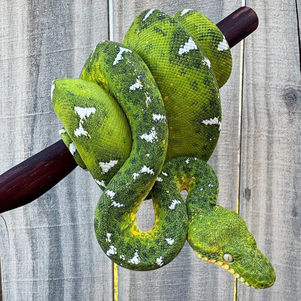 Hybrid Emerald Tree Boa - Jack (Owner: Coastal Morelia)