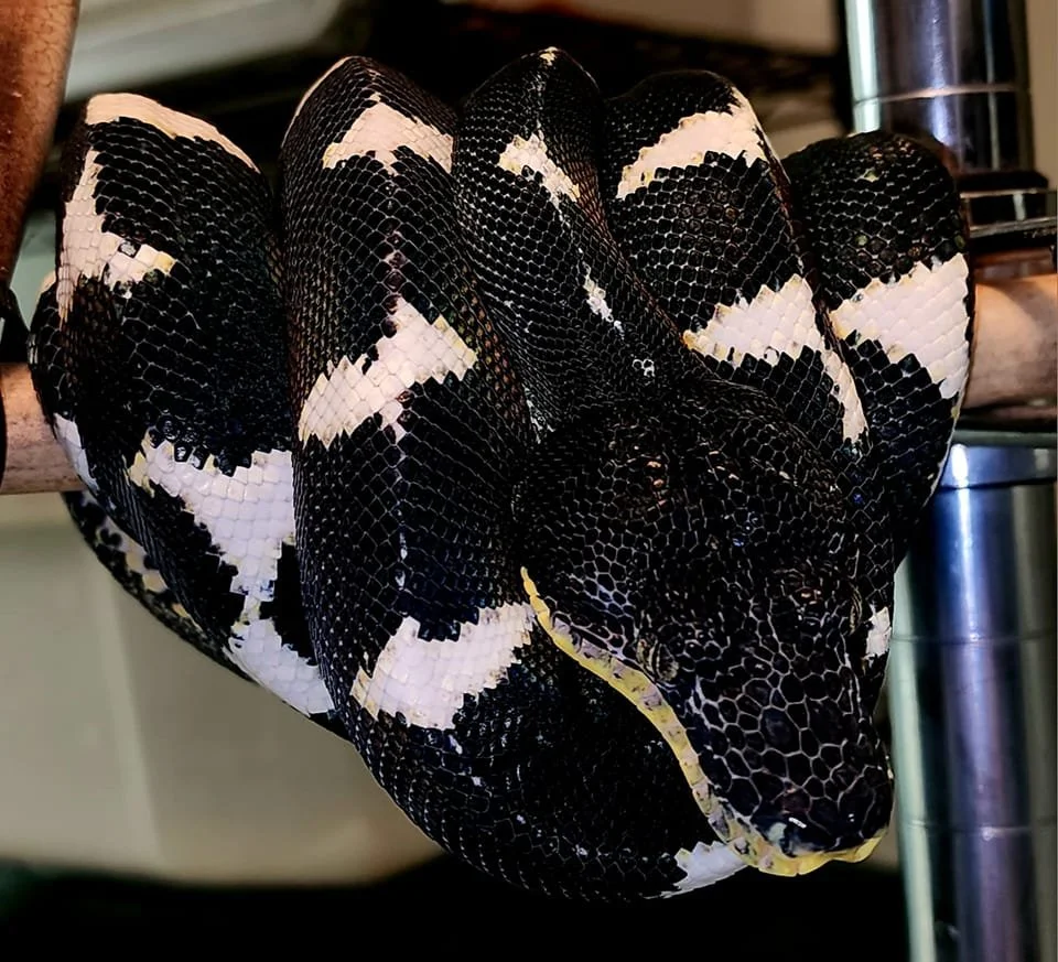 Amazon Basin Emerald Tree Boa - (Owner: Ed Marino)