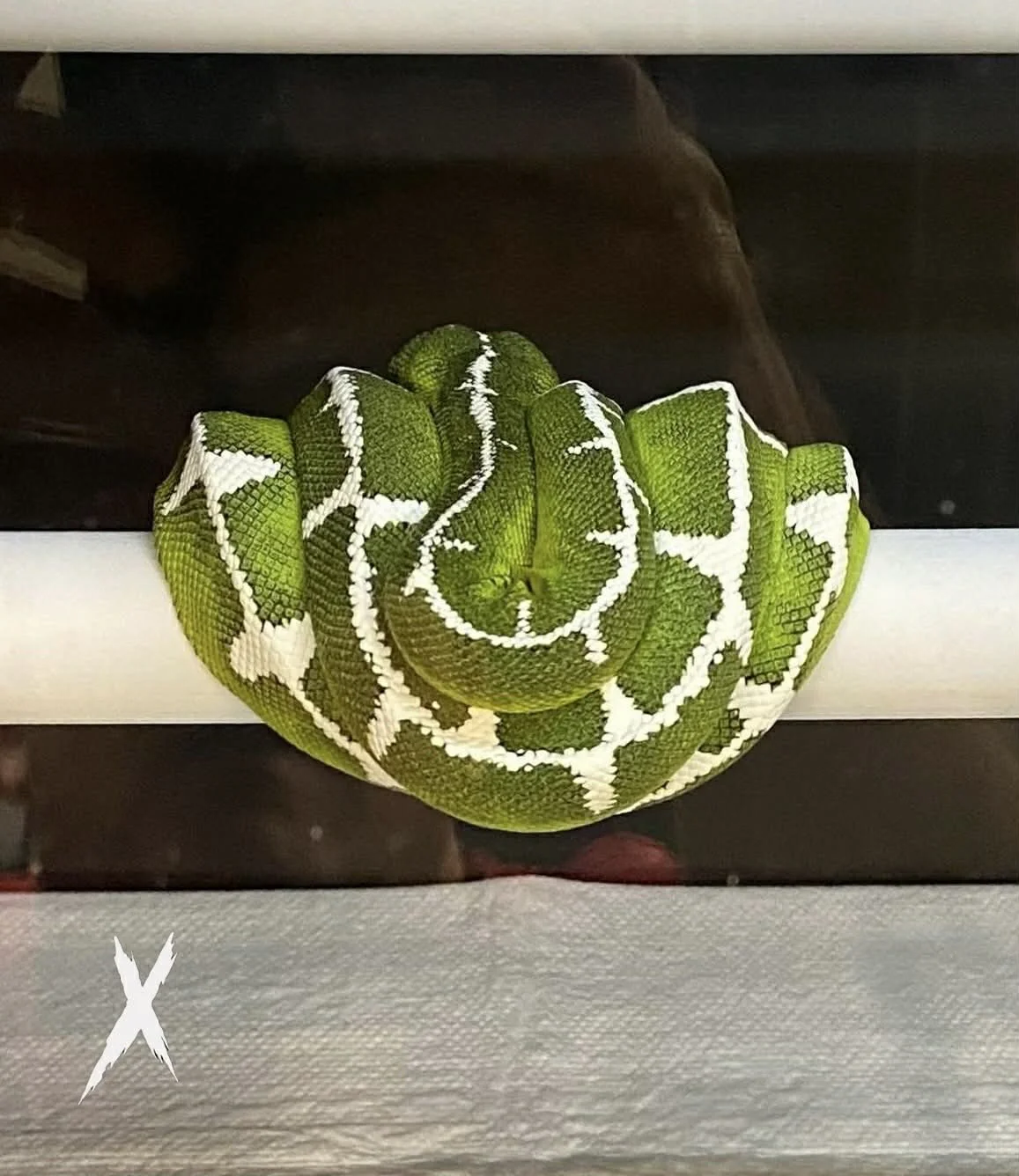 Amazon Basin Emerald Tree Boa - LEUCY (Owner: Xtreme Basin)