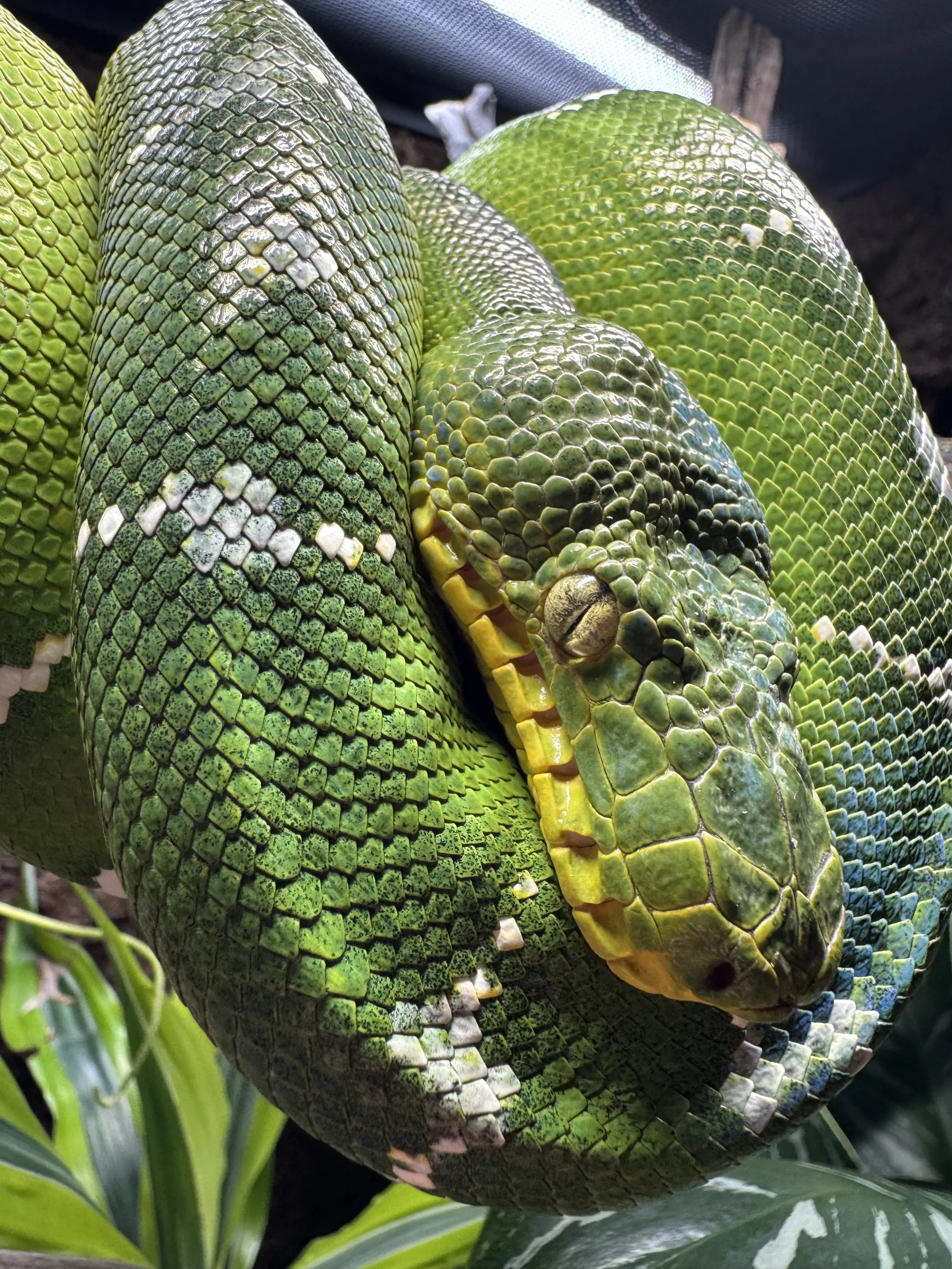 Northern Emerald Tree Boa - Zoro (Zvivarium)