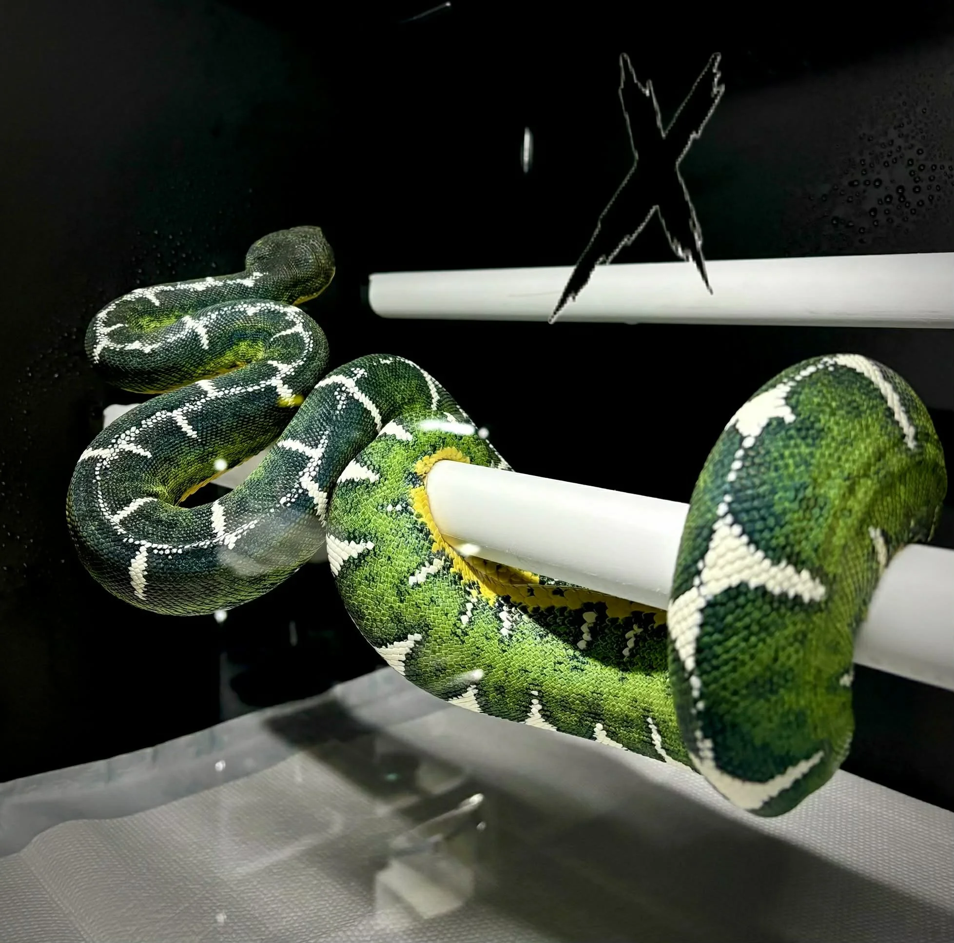 Amazon Basin Emerald Tree Boa - ONYX (Owner: Xtreme Basin)