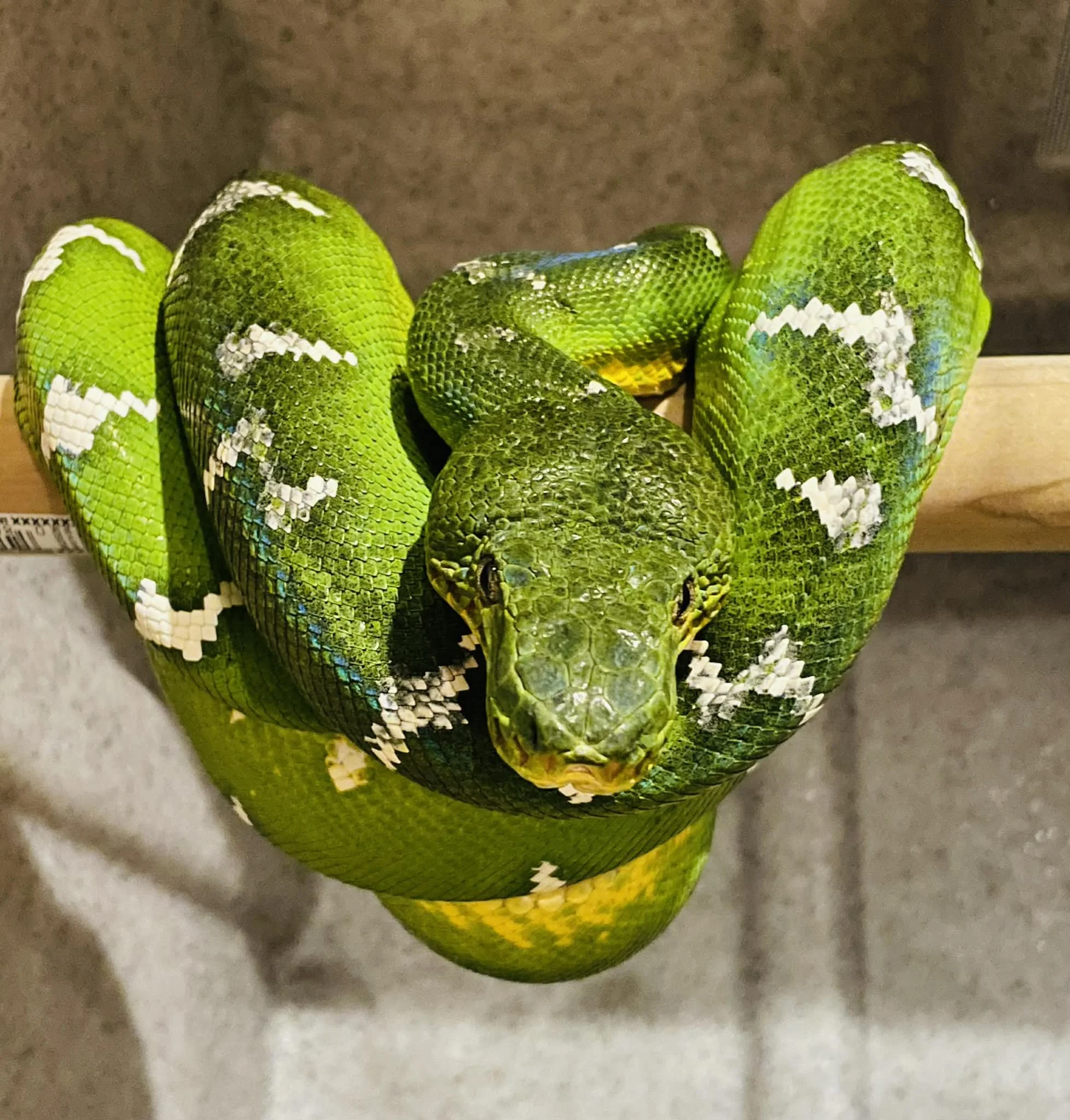 Northern Emerald Tree Boa - Hera (Owner: Tatiana Sherry) 