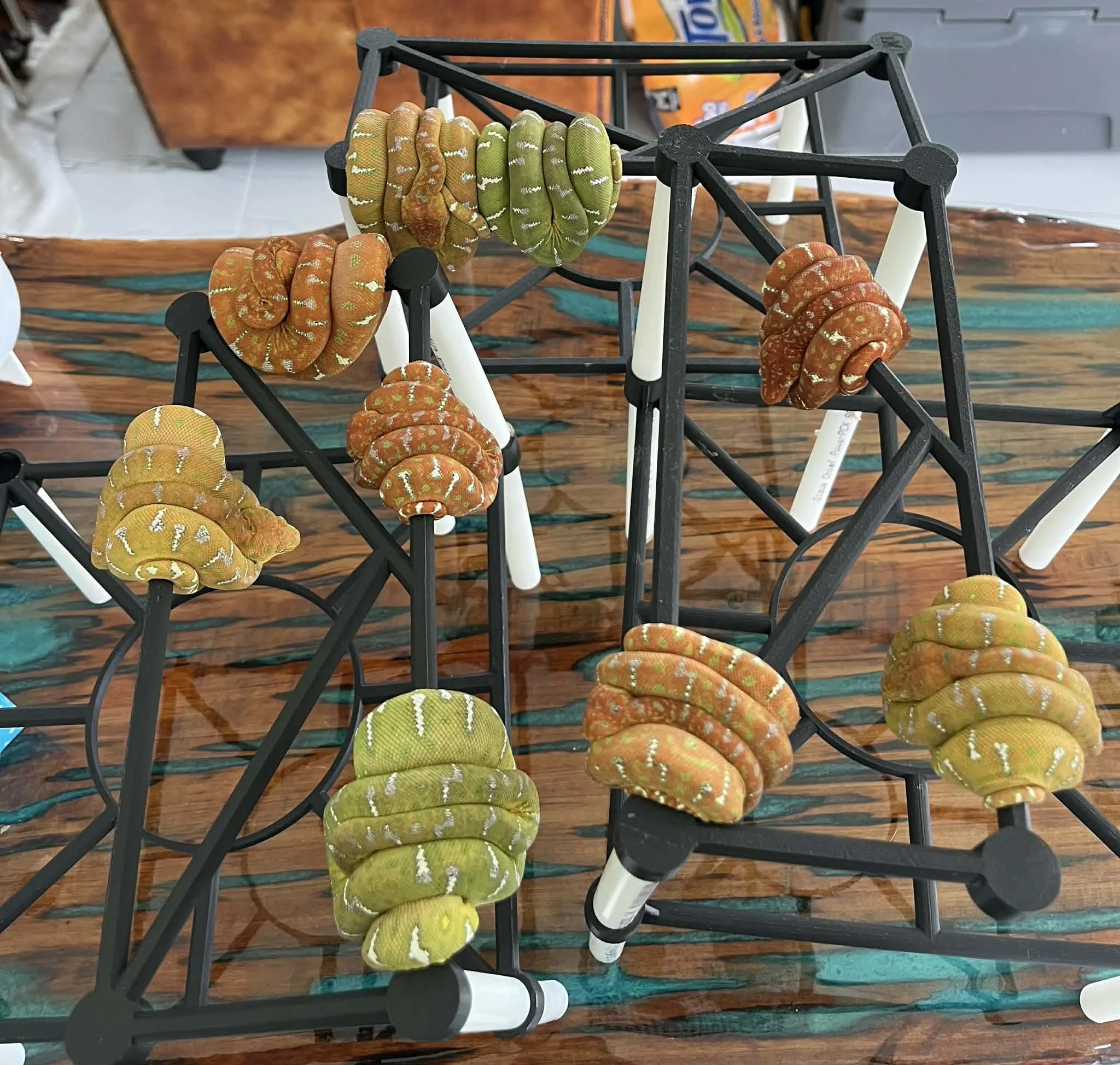 Northern Emerald Tree Boa Juveniles - (Owner: Tatiana Sherry)