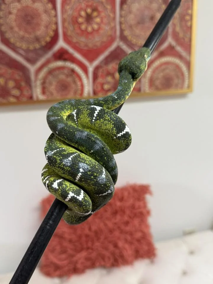 Northern Emerald Tree Boa - Nebula (Owner: DeeDee Tobe)