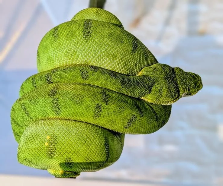 Anaconda Phase Northern Emerald Tree Boa - Owner: Noc Arboreals