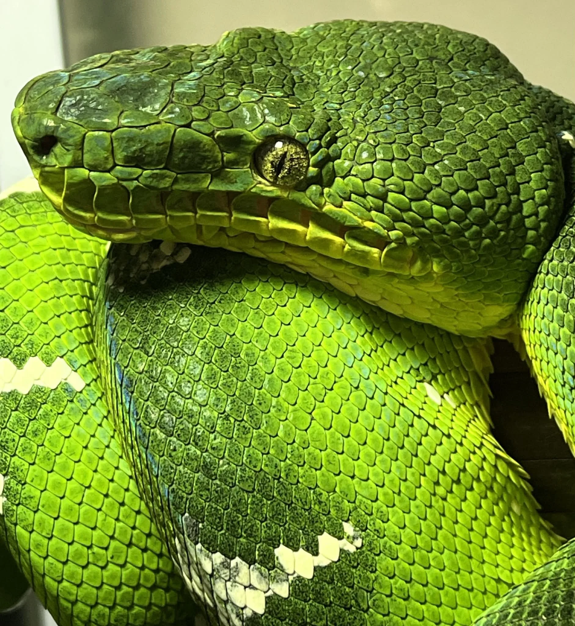 Northern Emerald Tree Boa - Athena (Owner: Tatiana Sherry) 