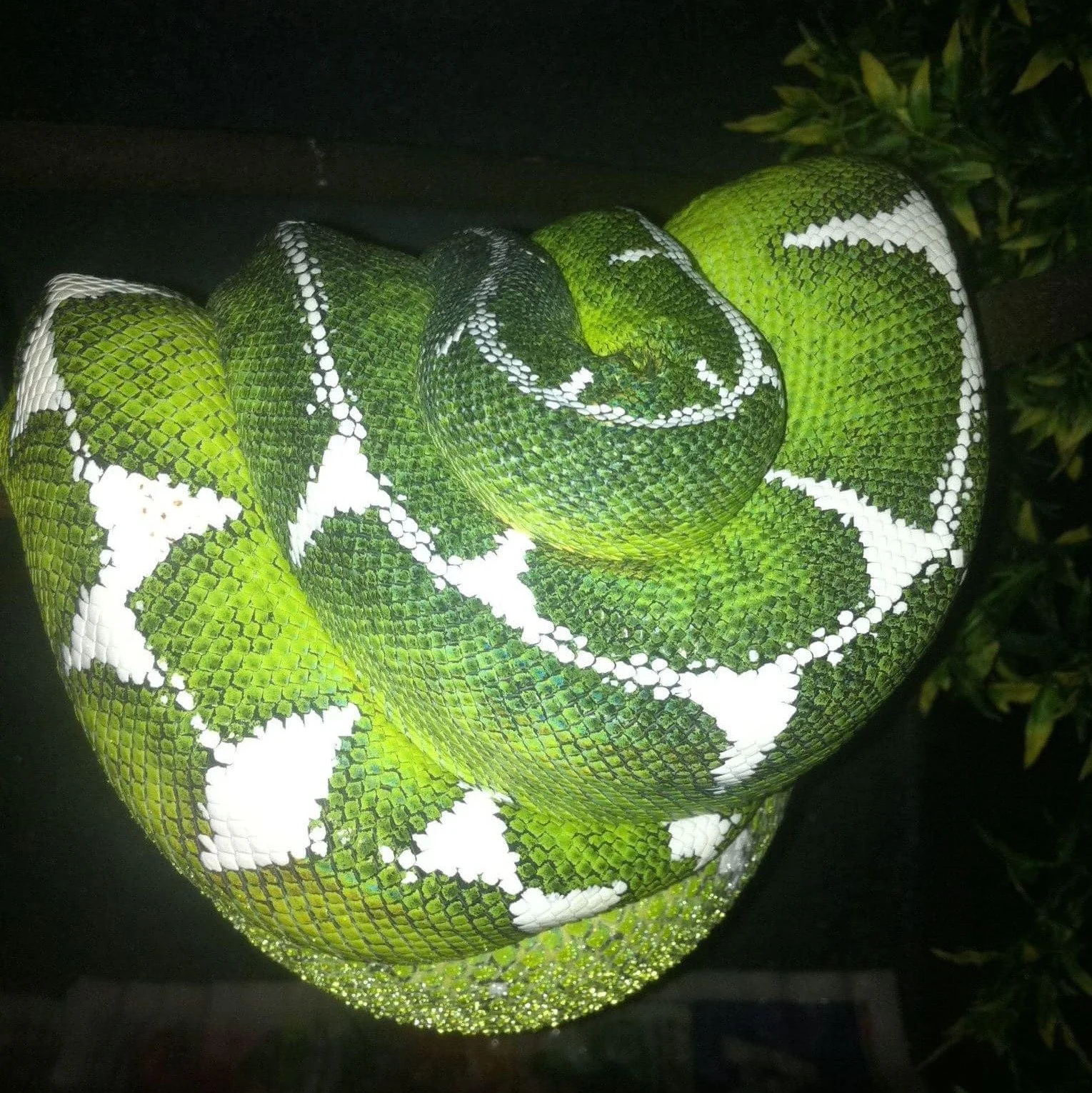 Breeder: Millenium Reptiles, Worldwide Amazon Basin Emeralds