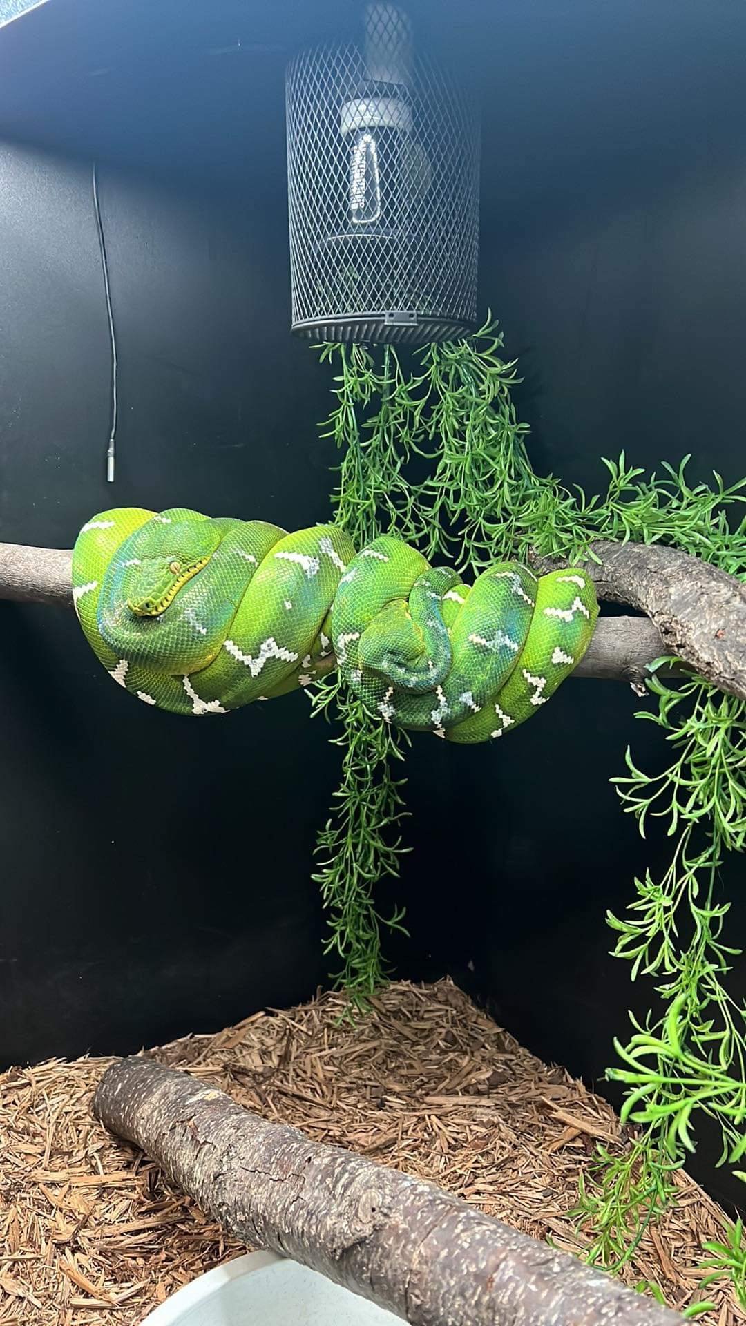 Northern Emerald Tree Boas Lilith & Mr. Pickles - (Owner: Nathan Jordan)