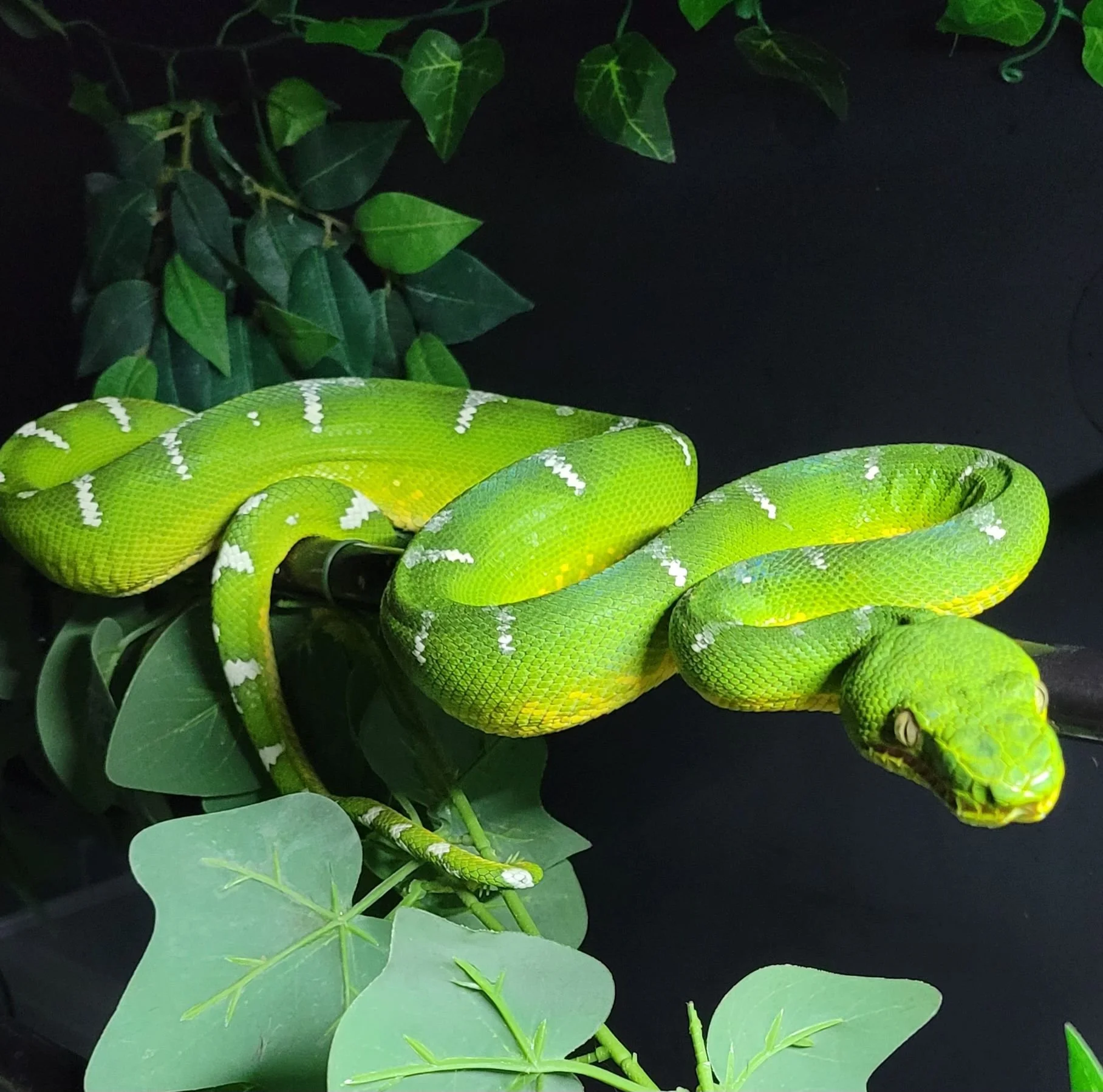 Northern Emerald Tree Boa - (Owner: Ashley Behke)