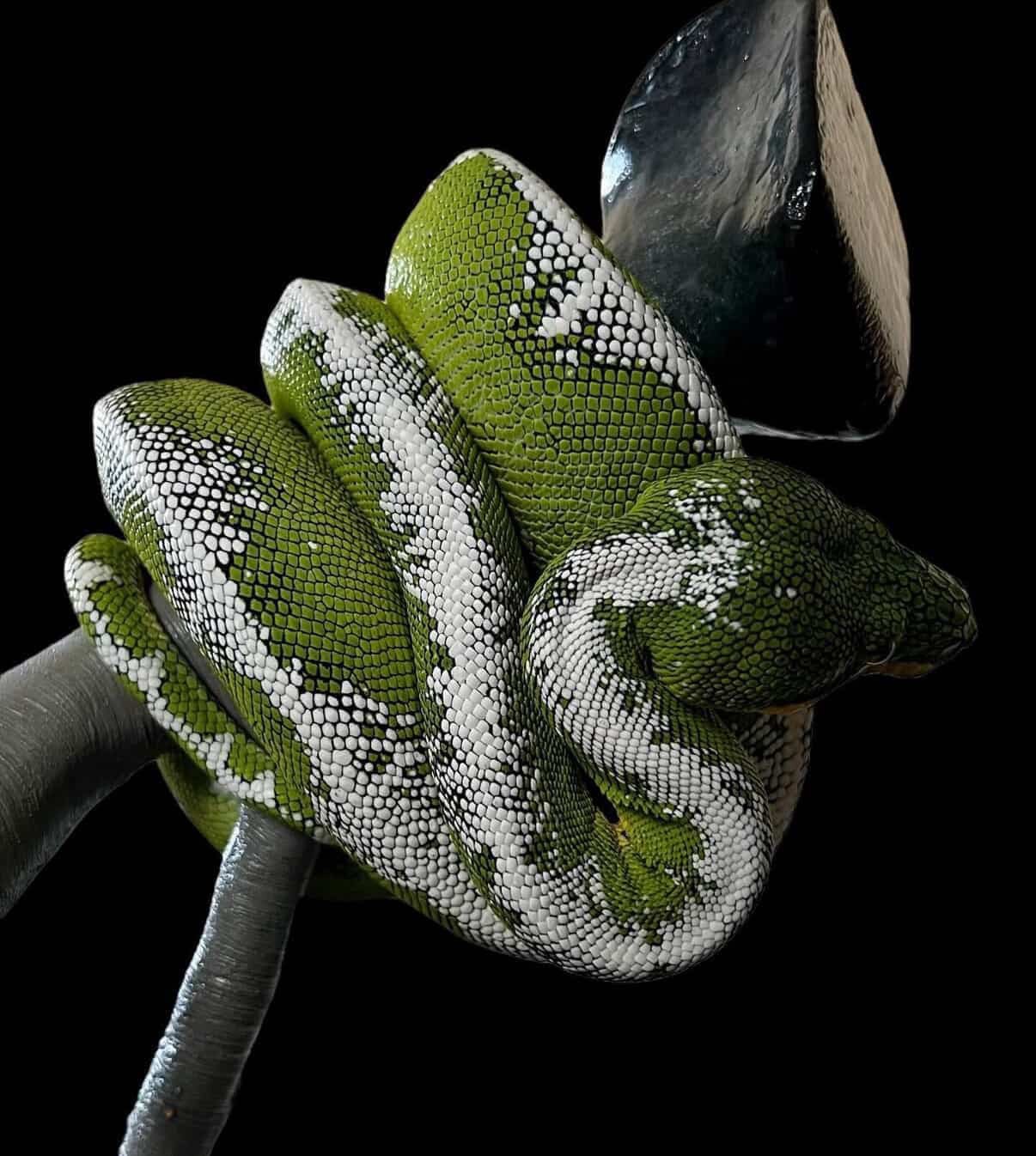 Amazon Basin Emerald Tree Boa - (Owner: Emeralds213)