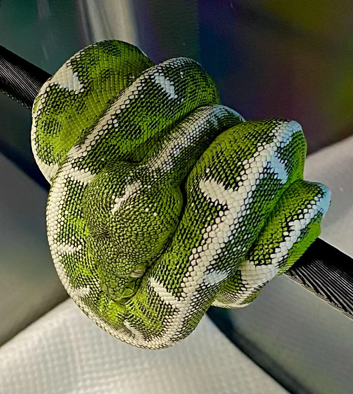 Amazon Basin Emerald Tree Boa - HADES (Owner: Xtreme Basin)