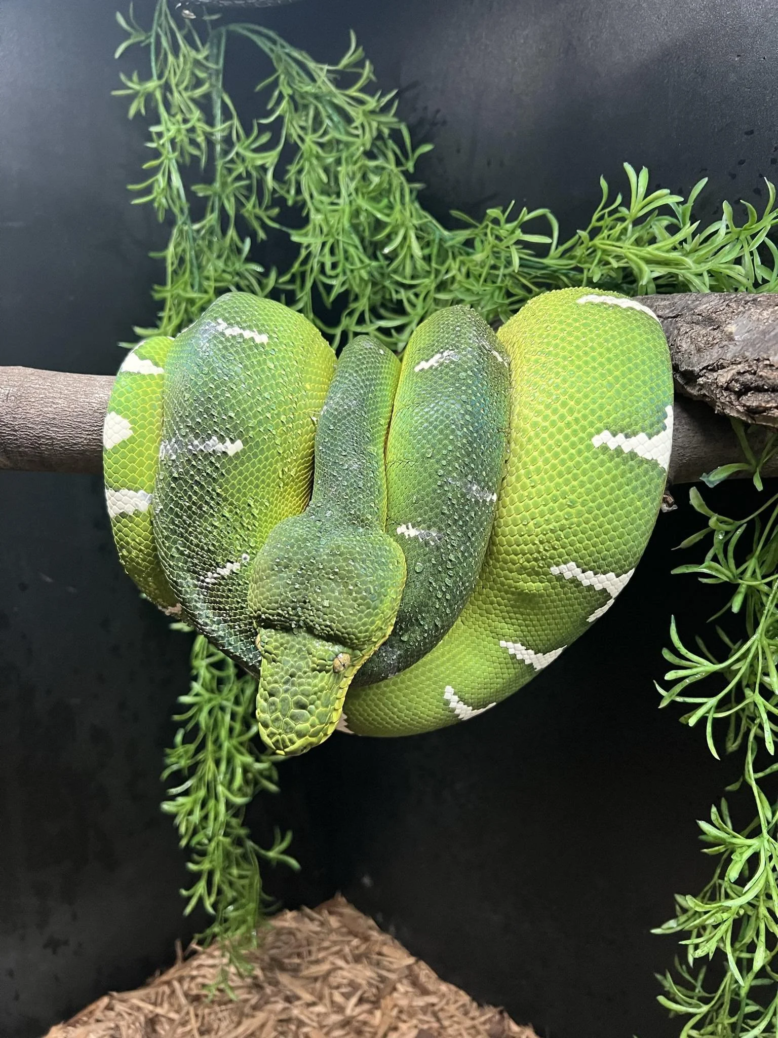 Northern Emerald Tree Boa - Lilith (Owner: Nathan Jordan)