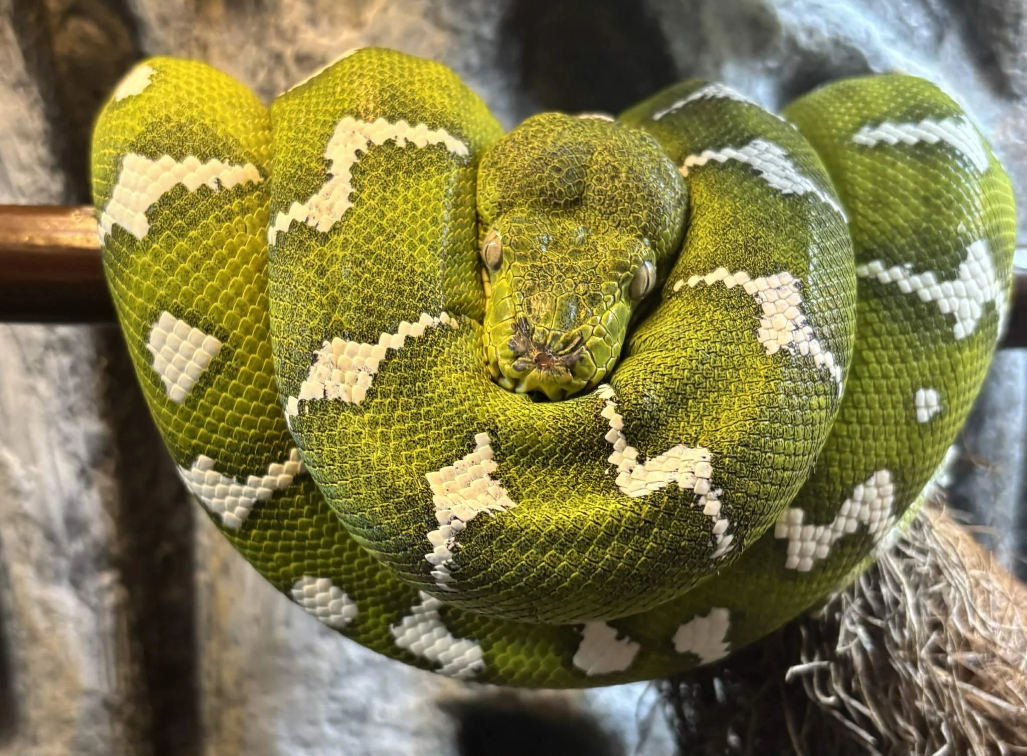 Miss Willie Line Northern Emerald Tree Boa - Owner: Legacy Rept