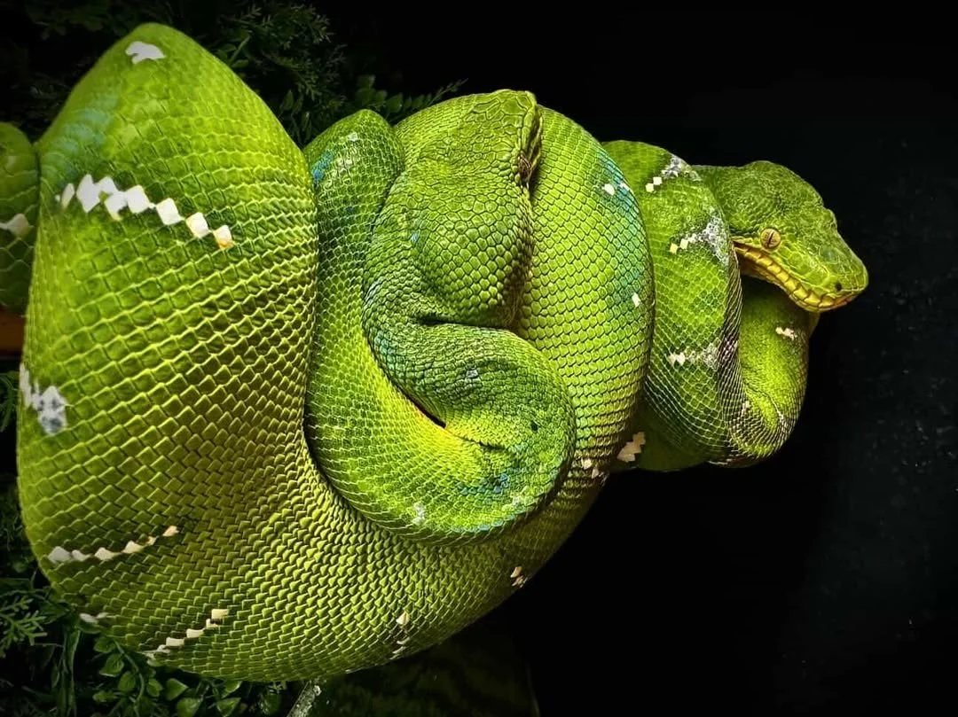 Northern Emerald Tree Boas - (Owner: Lizard Lounge)
