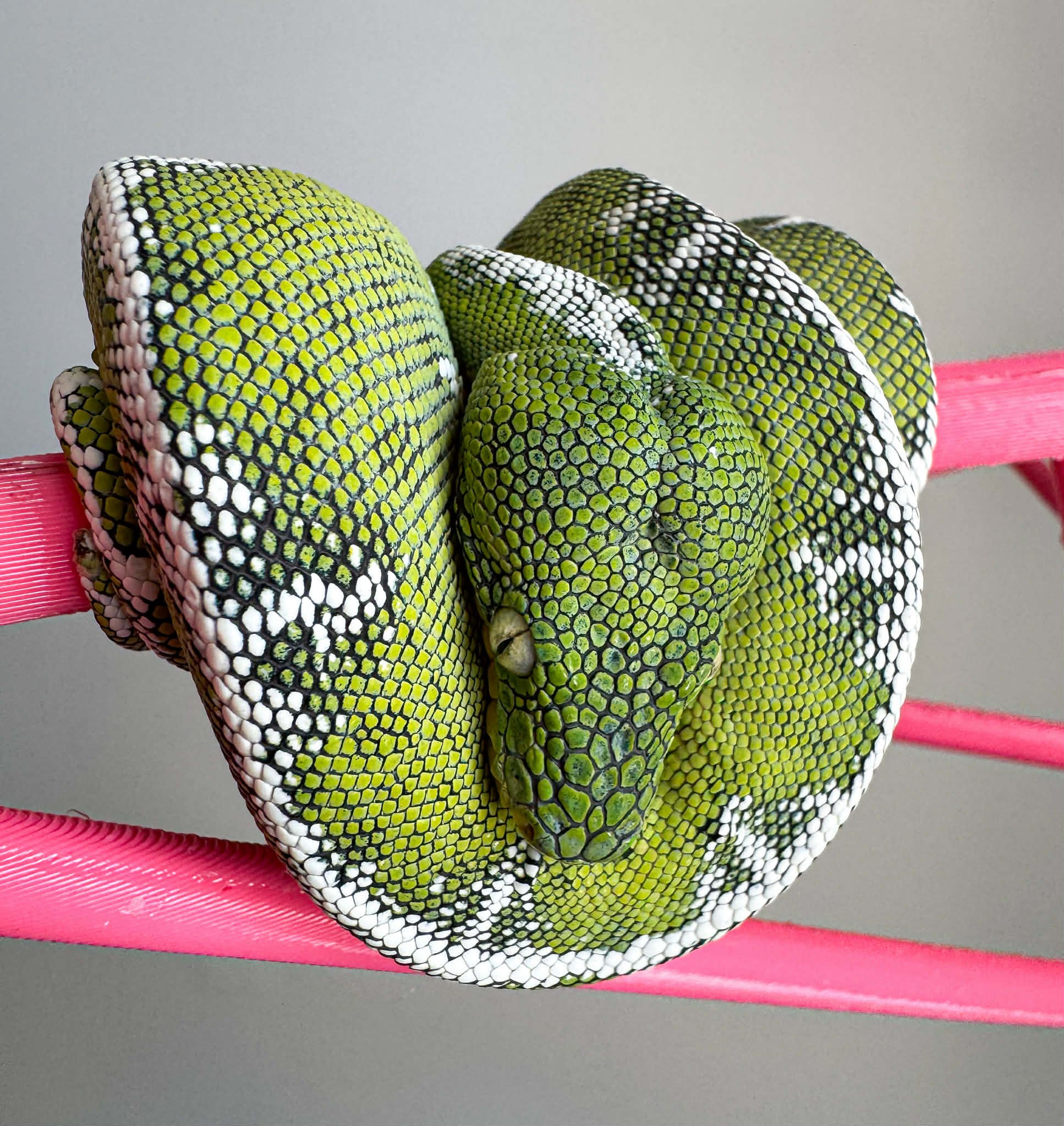 Amazon Basin Emerald Tree Boa - Booger Sugar (Owner: Coastal Morelia)