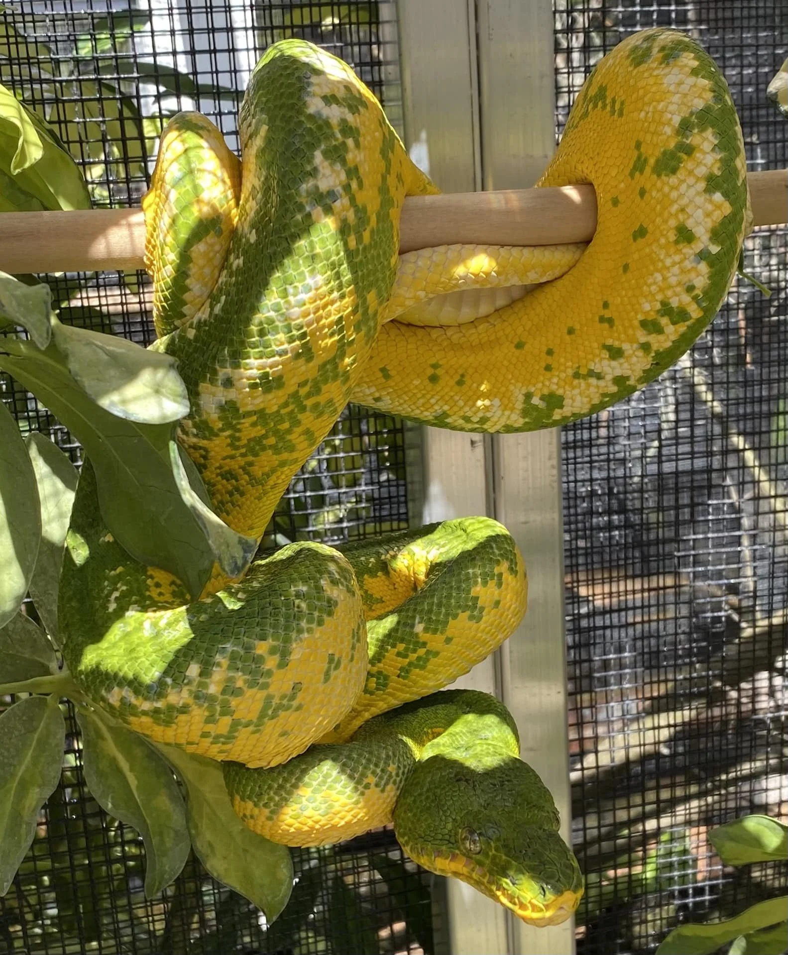 Northern Emerald Tree Boa - (Owner: Ron St. Pierre)