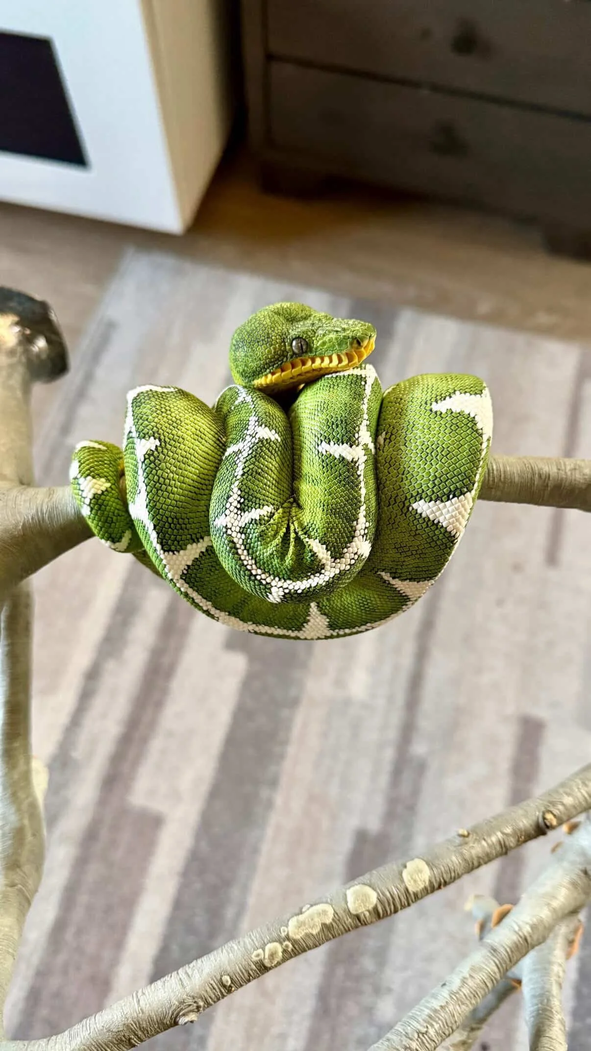 Amazon Basin Emerald Tree Boa - (Owner: Emeralds213)