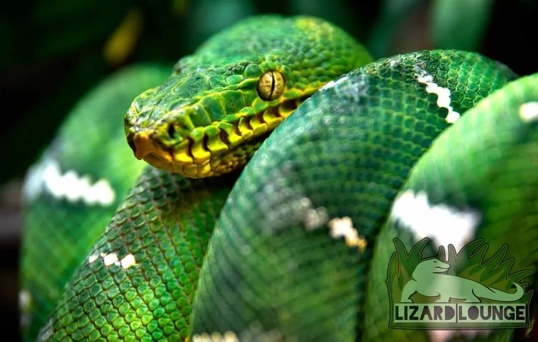 Northern Emerald Tree Boa - (Owner: Lizard Lounge)