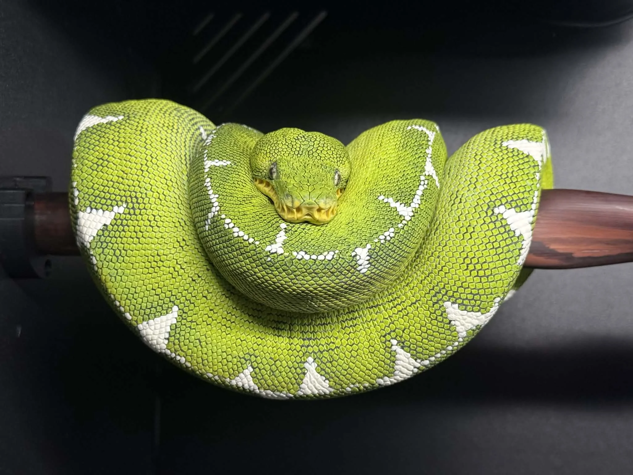 Amazon Basin Emerald Tree Boa - Franny (Owner: Coastal Morelia)
