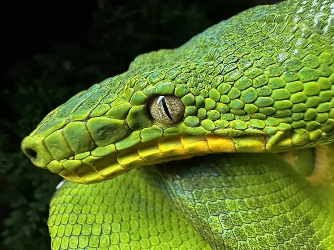 Northern Emerald Tree Boa - (Owner: Lizard Lounge)